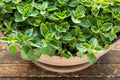 500 GREEK OREGANO Italian / Winter Marjoram Origanum Vulgare Hirtum Herb Seeds