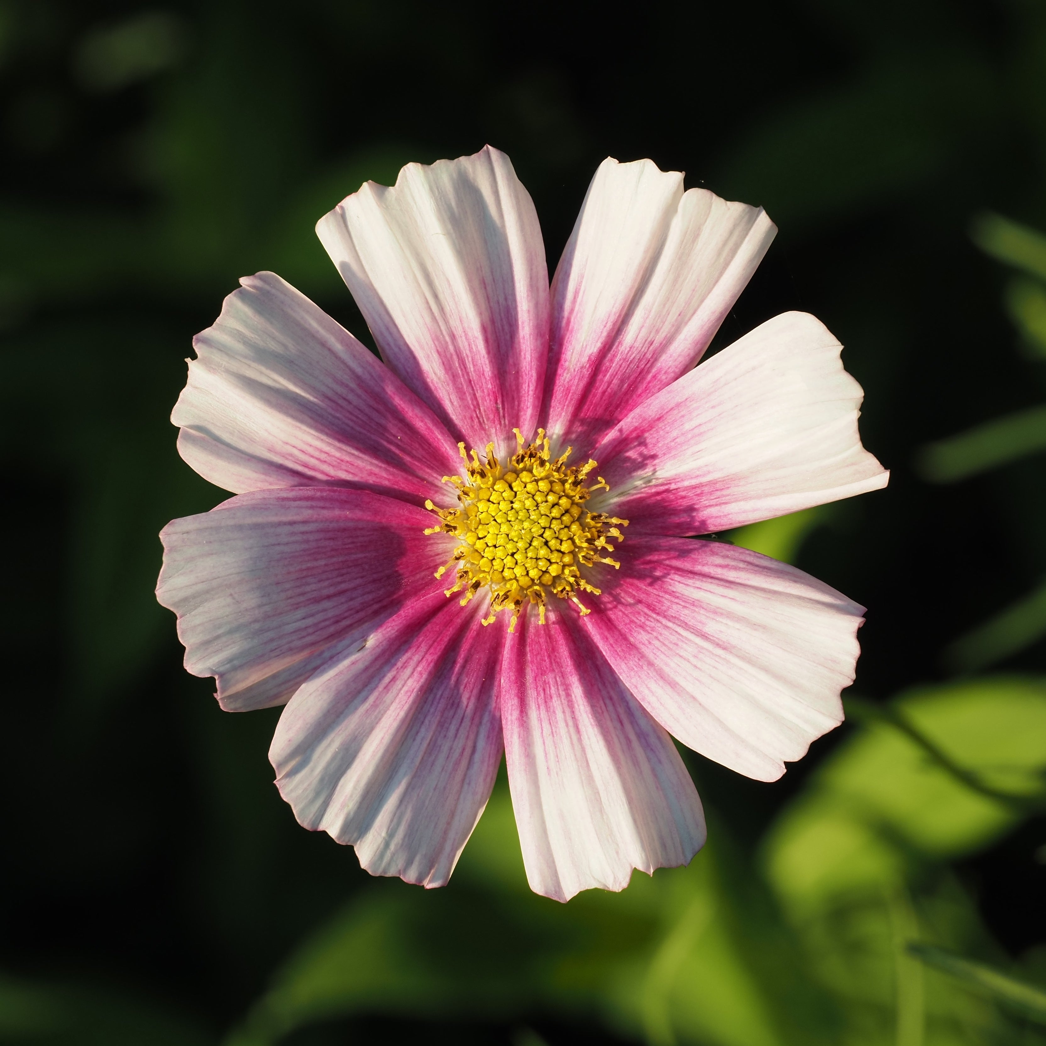 150 DAYDREAM COSMOS Bipinnatus White & Pink Bicolor Flower Seeds