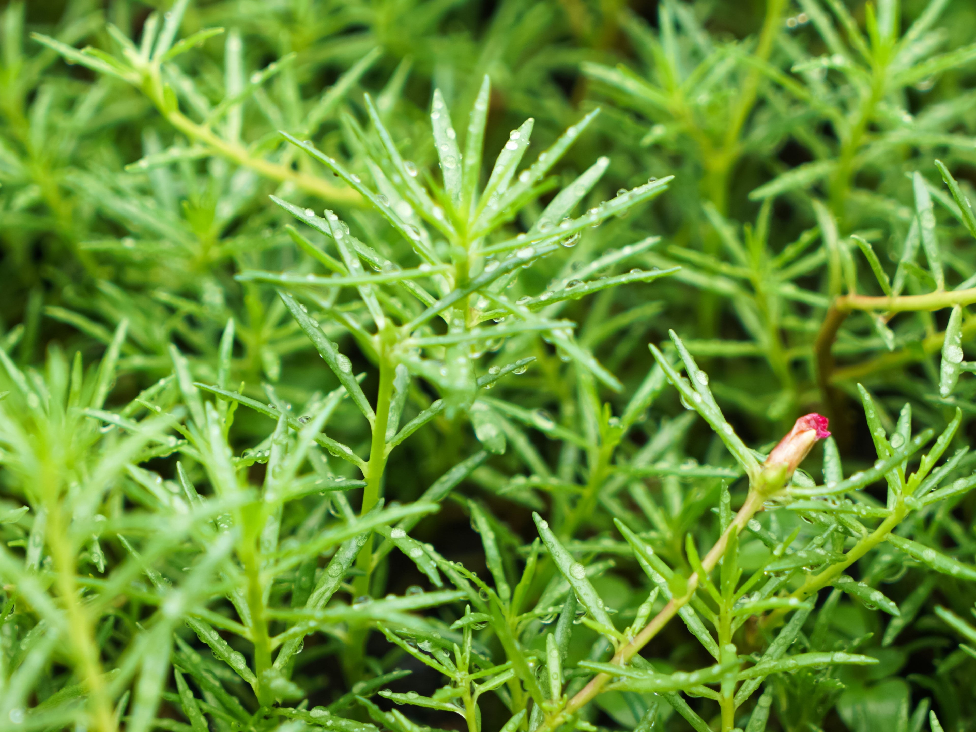 40 Sundial PEPPERMINT PORTULACA Grandiflora Moss Rose Pink Streaked Succulent Flower Seeds