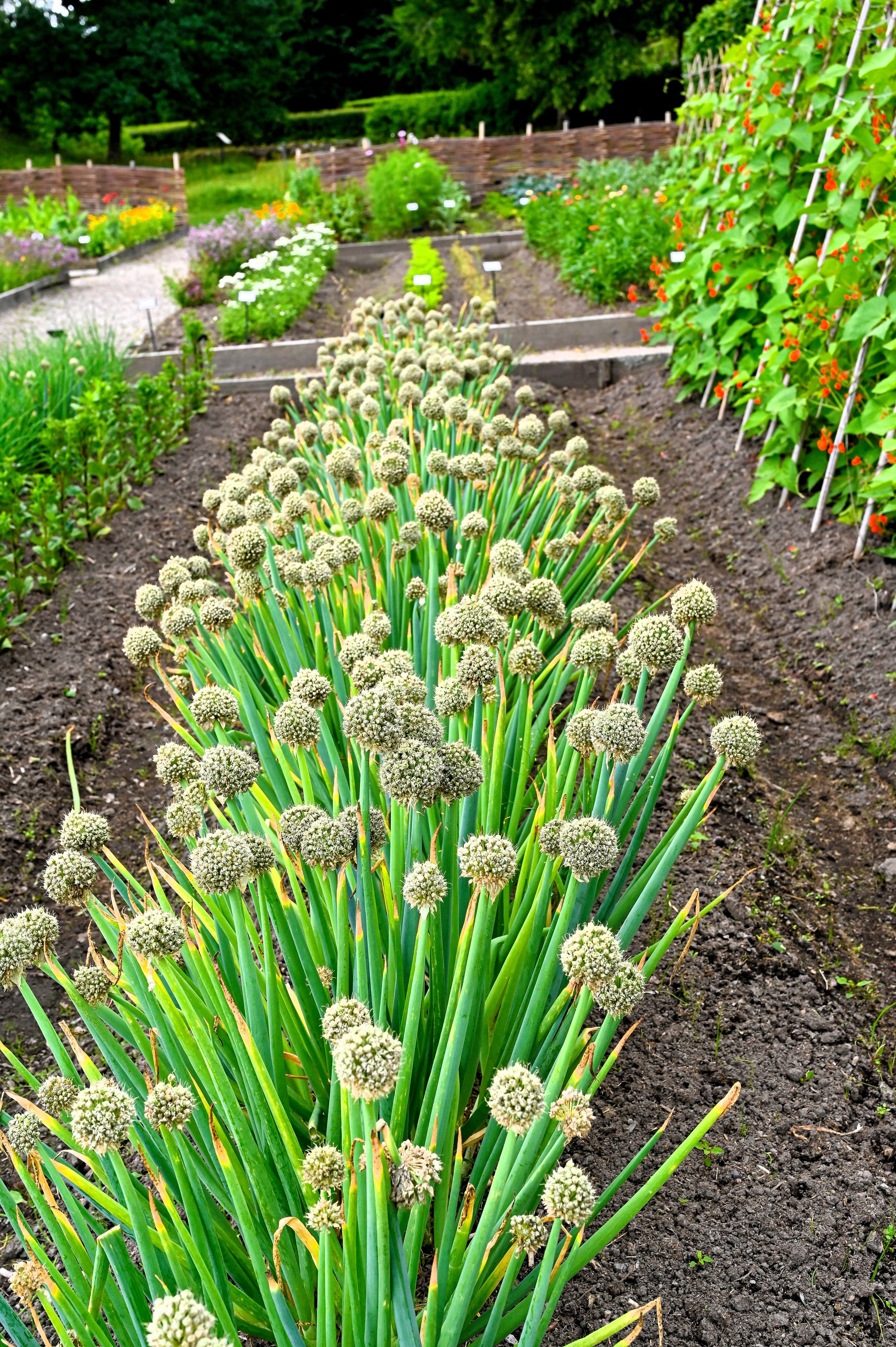 300 Evergreen NEBUKA BUNCHING ONION Japanese Allium Fistulosum Vegetable Seeds