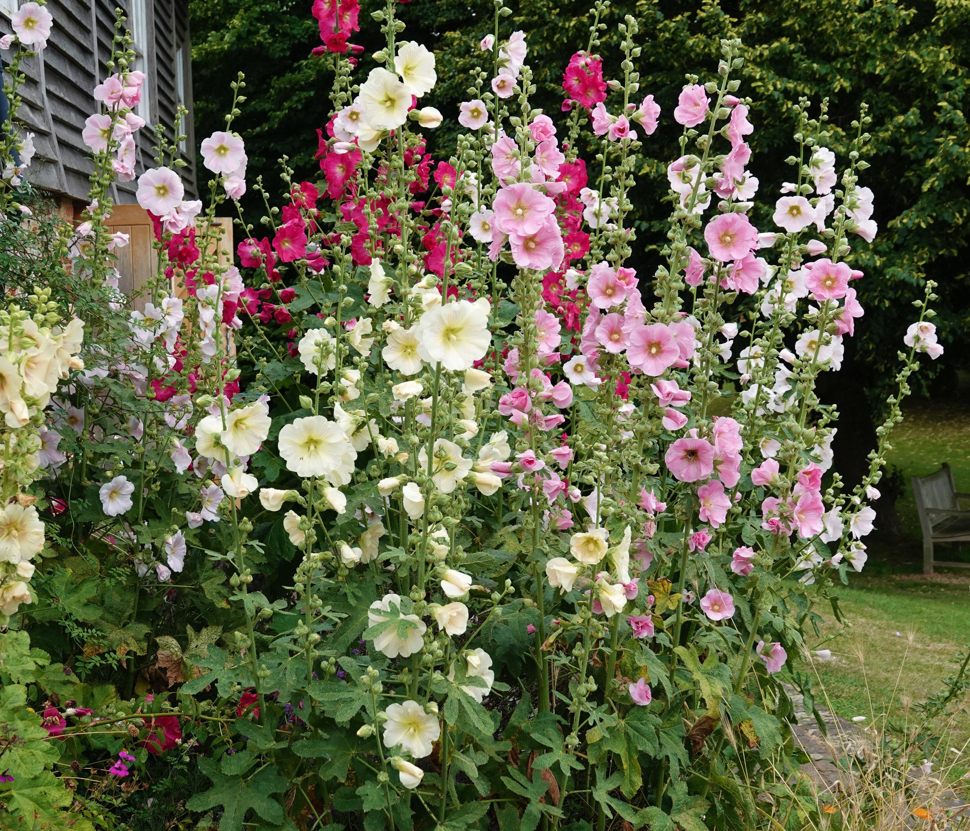 50 Mixed Colors HOLLYHOCK COUNTRY ROMANCE Mix Alcea Rosea Flower Seeds