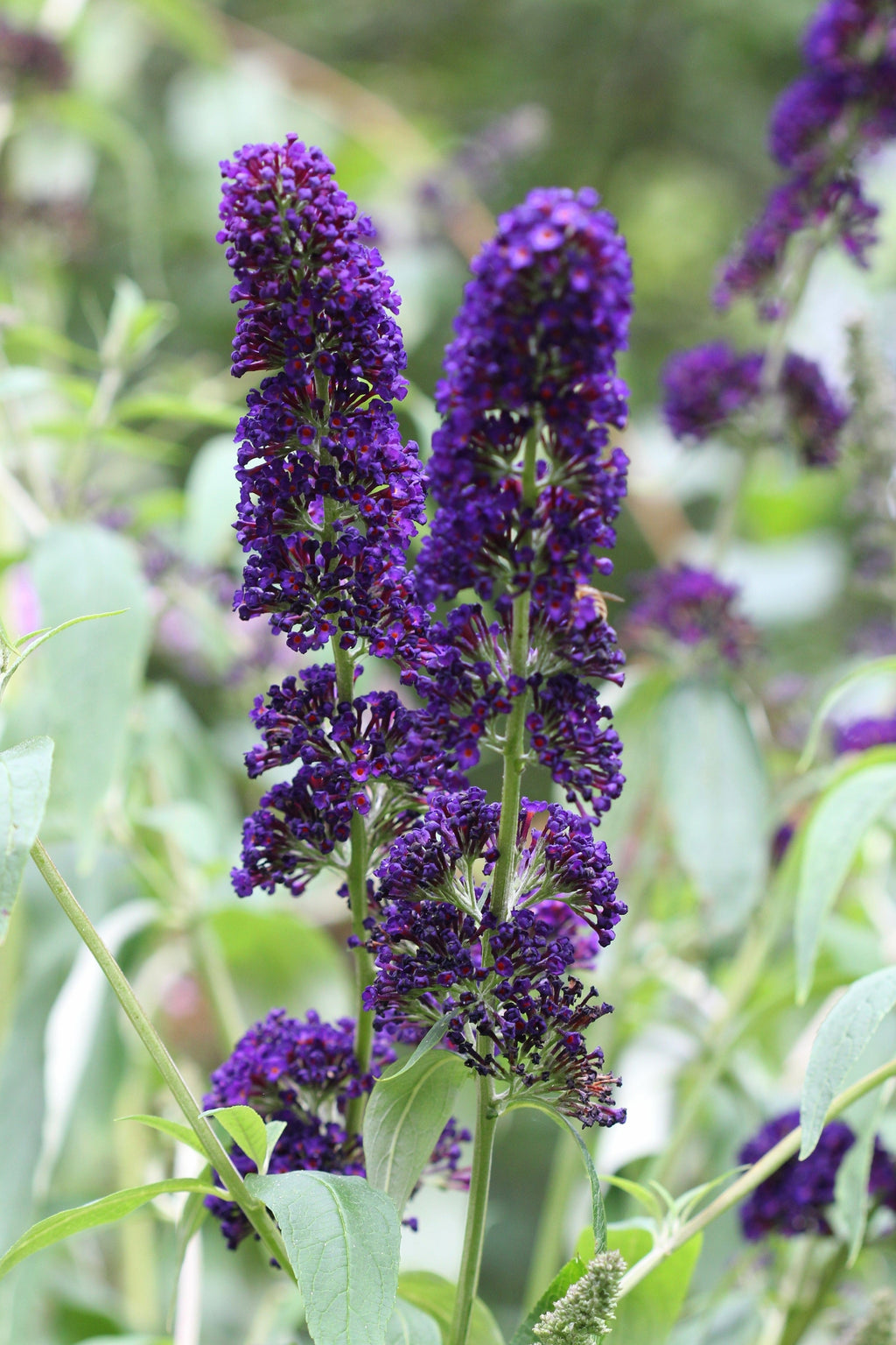 Buddleja Fragrant 50 Dark PURPLE BUTTERFLY BUSH Buddleja Davidii Hummingbird Shrub Fragr ...
