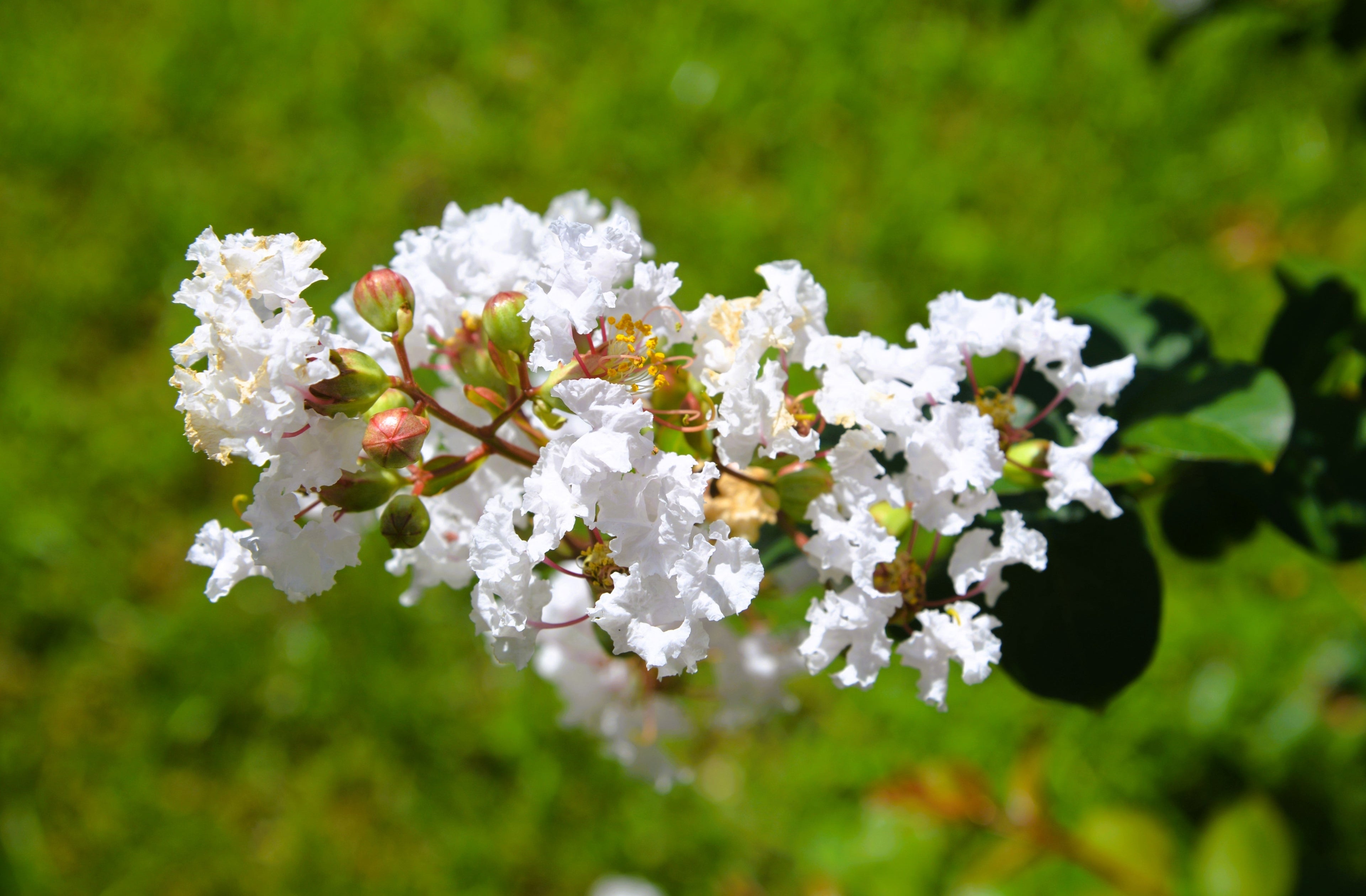 35 WHITE CREPE MYRTLE Lagerstroemia Indica Flowering Shrub Bush Small Tree Seeds