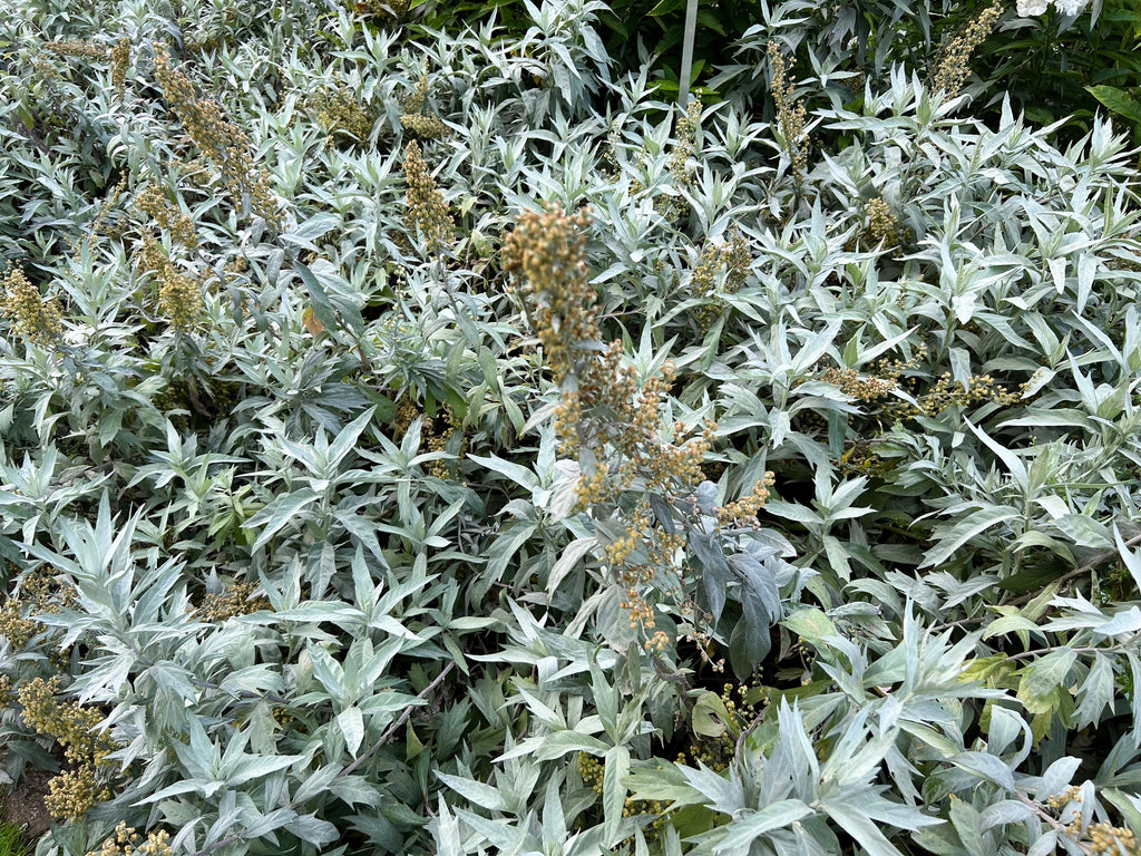 200 PRAIRIE SAGE (Wormwood / Fringed Sagebrush / Sagewort) Artemisia Ludoviciana Flower Seeds