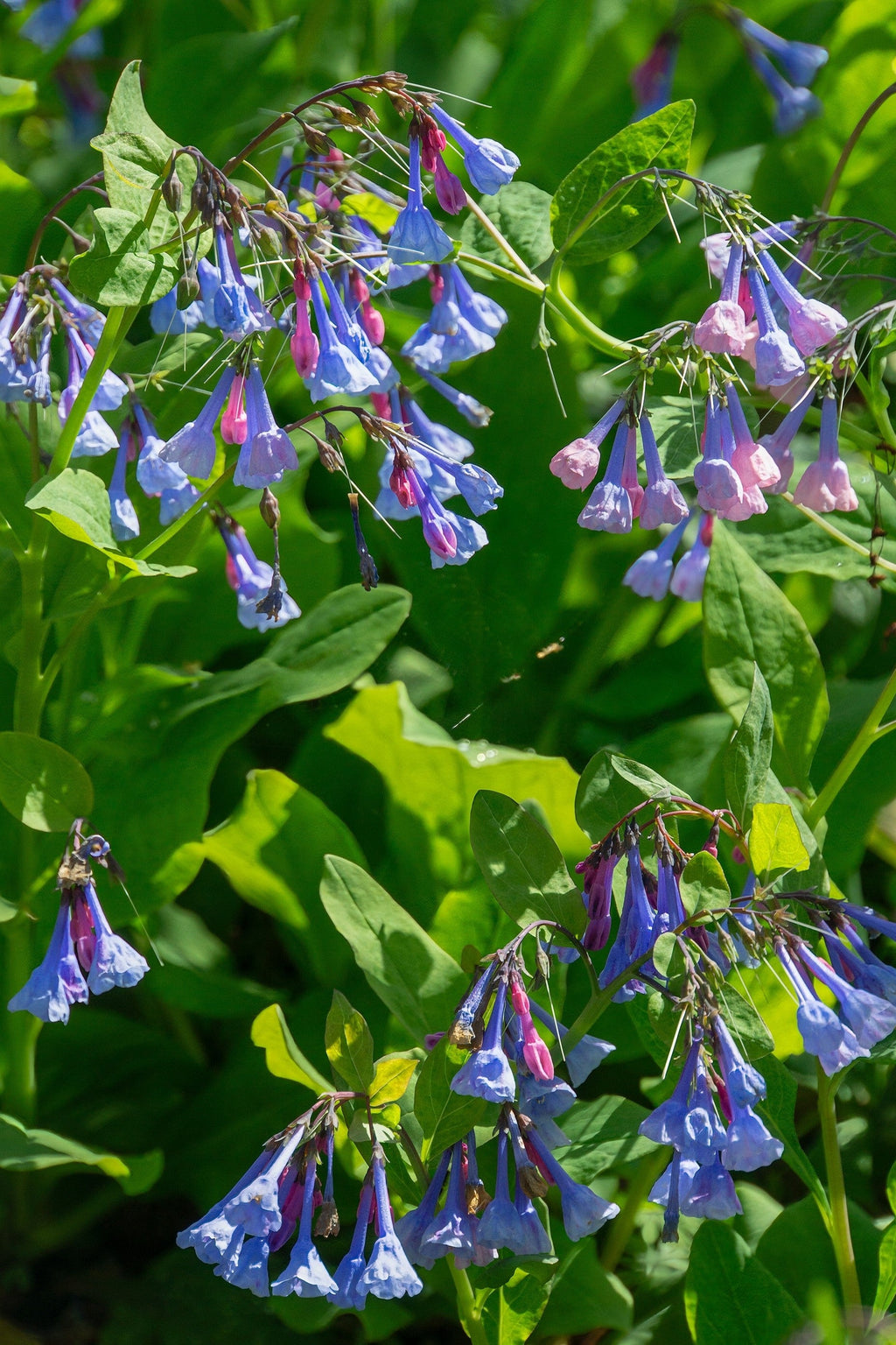 20 VIRGINIA BLUEBELLS True Blue & Pink Mertensia Virginica Flower Seeds