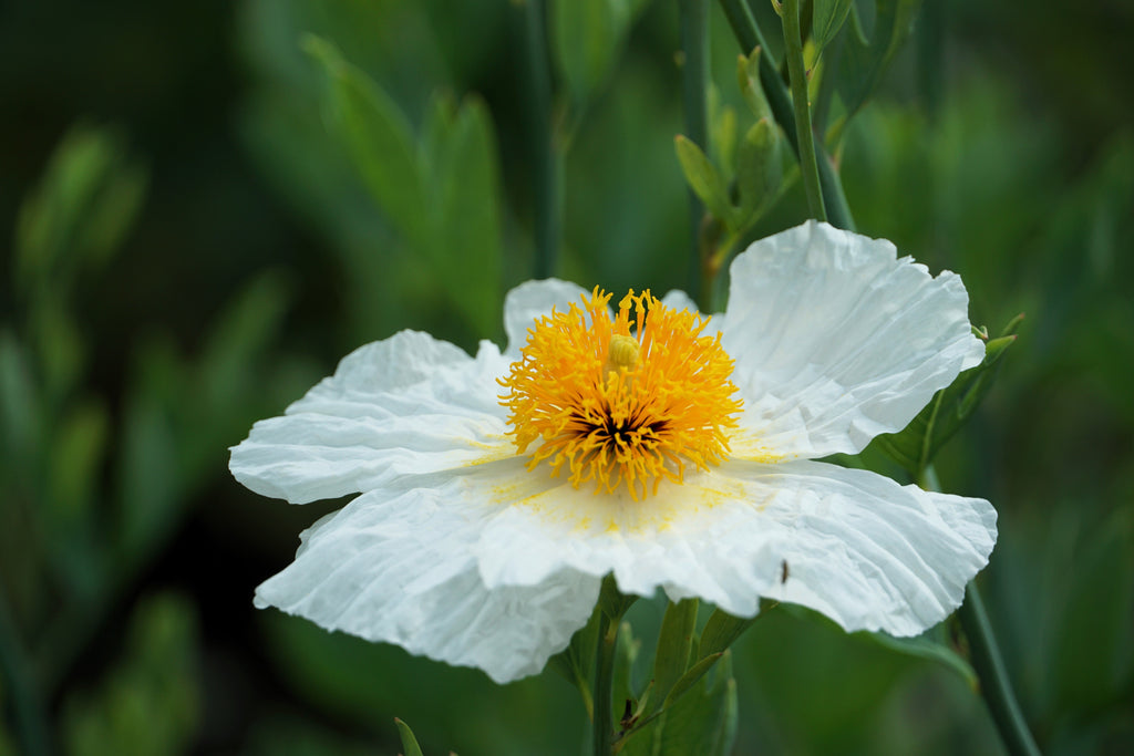 1000 WHITE CALIFORNIA POPPY Eschscholzia Californica Flower Seeds