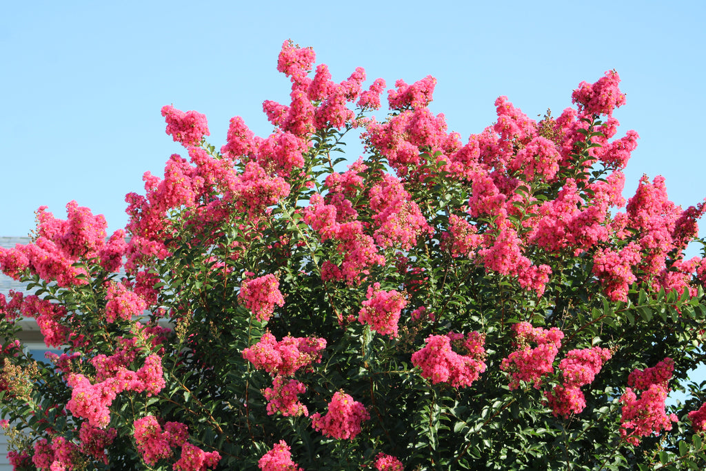 50 MIXED CREPE MYRTLE Lagerstroemia Indica Tree Shrub Crape  6 Color Mix - Red, Purple, Light Pink, Dark Pink, White, & Lilac Flower Seeds