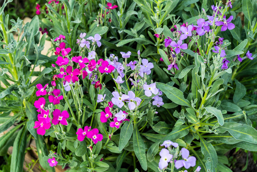 1000 EVENING (night) SCENTED STOCK Matthiola Longipetala Bicornis Flower Seeds