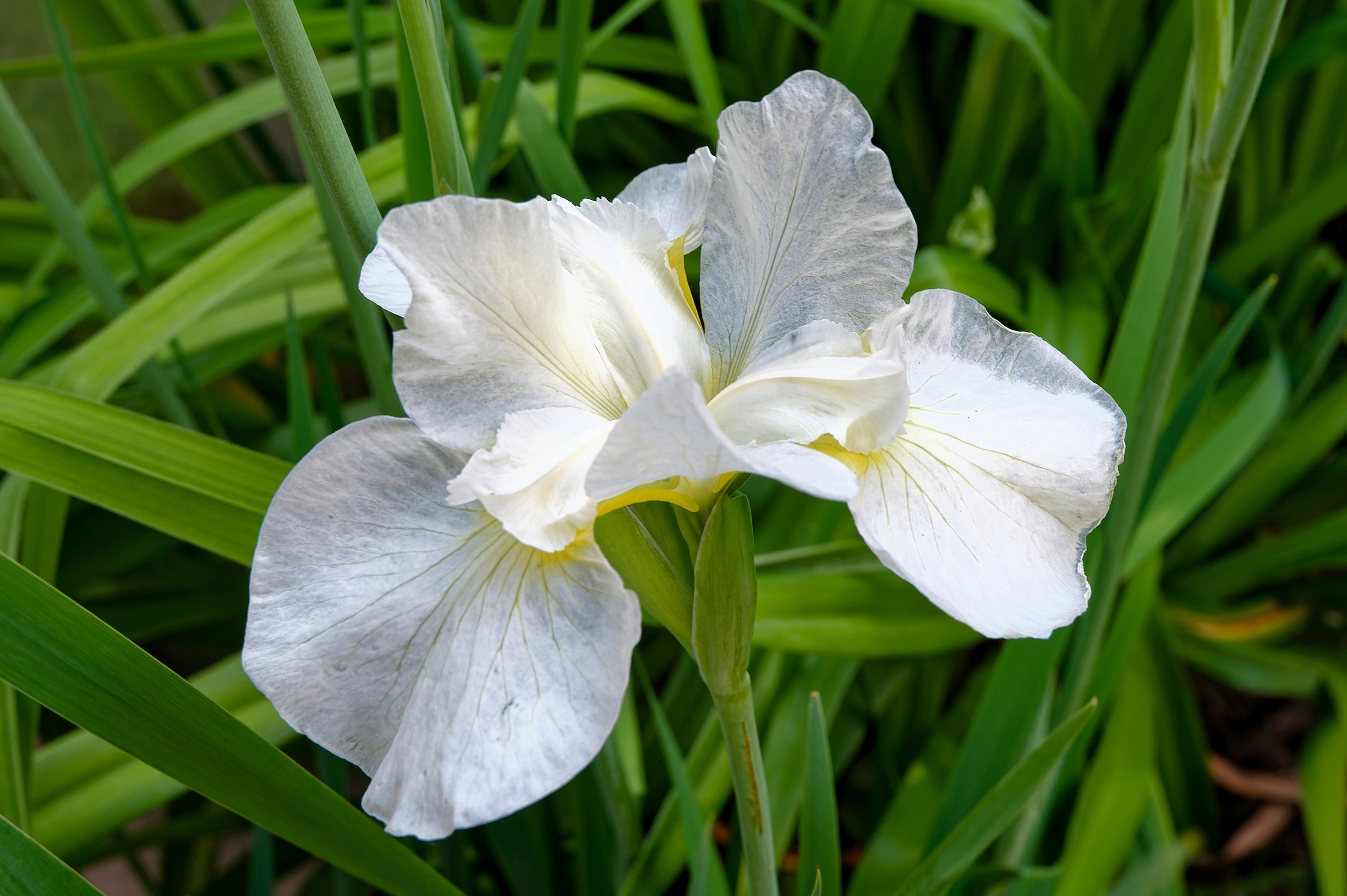 20 MIXED SIBERIAN IRIS Sibirica Iris Bicolor Blue Red White Yellow Purple Siberian Flag Flower Seeds