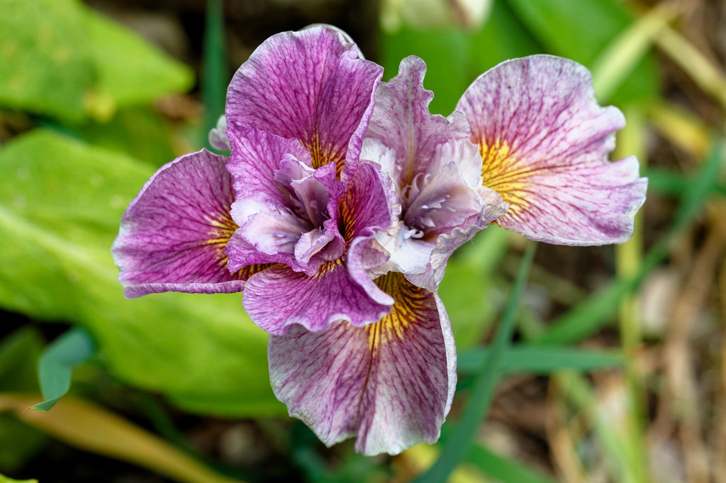 20 MIXED SIBERIAN IRIS Sibirica Iris Bicolor Blue Red White Yellow Purple Siberian Flag Flower Seeds