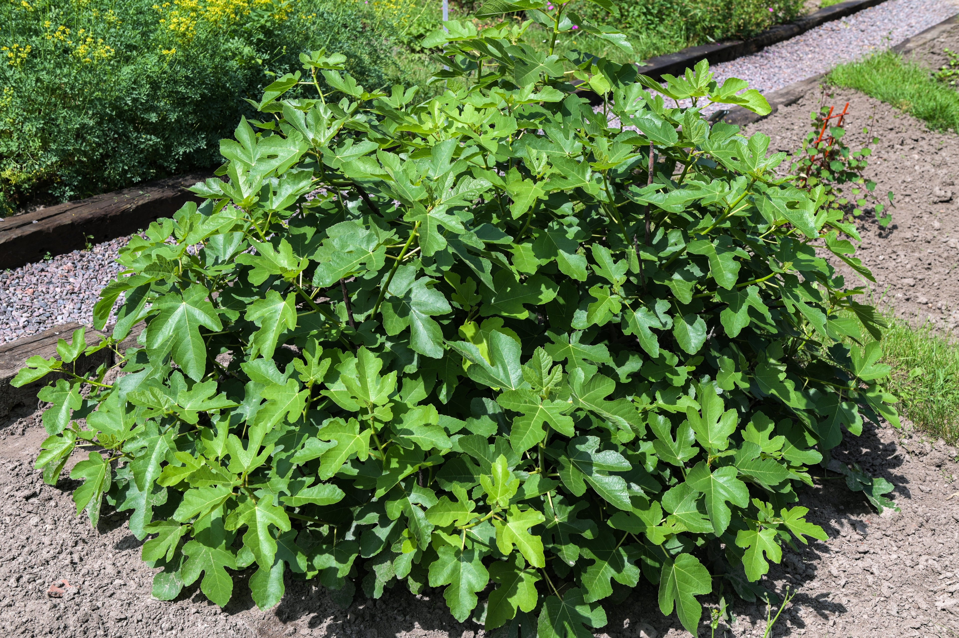 30 COMMON Edible FIG TREE Ficus Carica Purple Brown Skin Pink Flesh Fruit Seeds