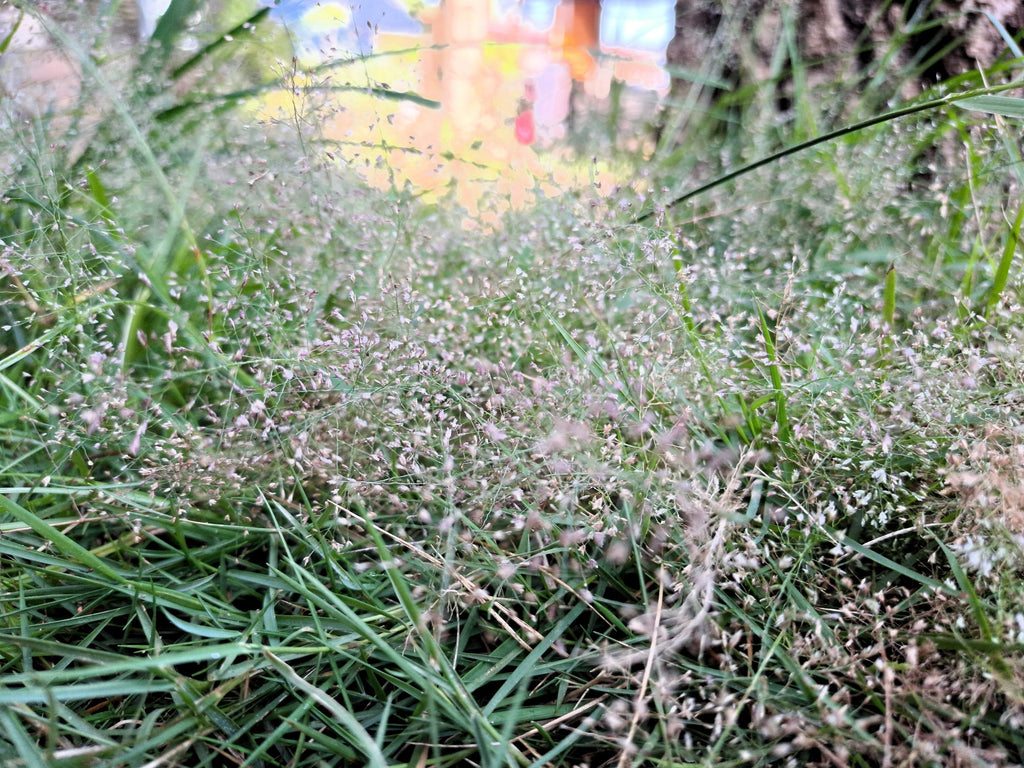 200 CLOUD GRASS Agrostis Nebulosa White Flower Tan Ornamental Grass Seeds