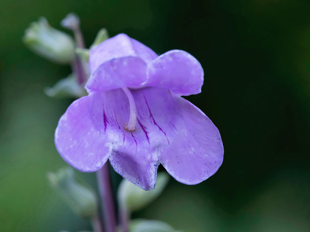 250 LARGE FLOWERED BEARDTONGUE Penstemon Grandiflorus Native Pink Purple Flower Seeds