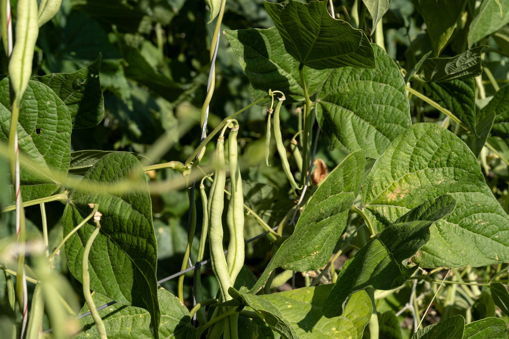 50 Charlevois DARK Red KIDNEY BEAN Chili Baked Phaseolus Vulgaris Vegetable Seed