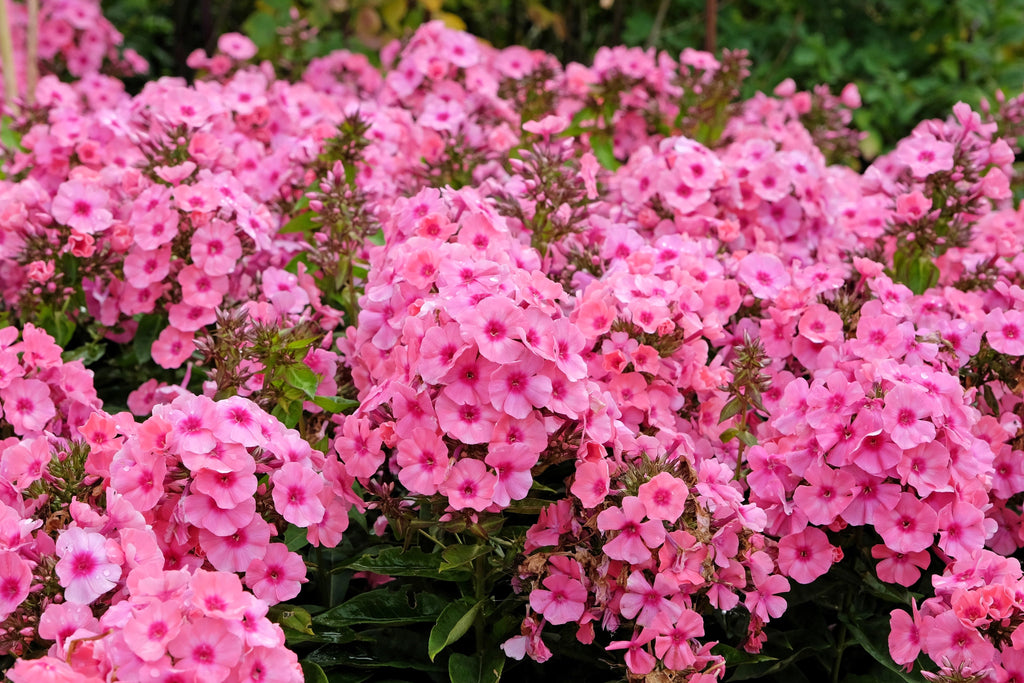 10 TALL GARDEN PHLOX Paniculata Mixed Colors 'New Hybrids Mix' Flower Seeds