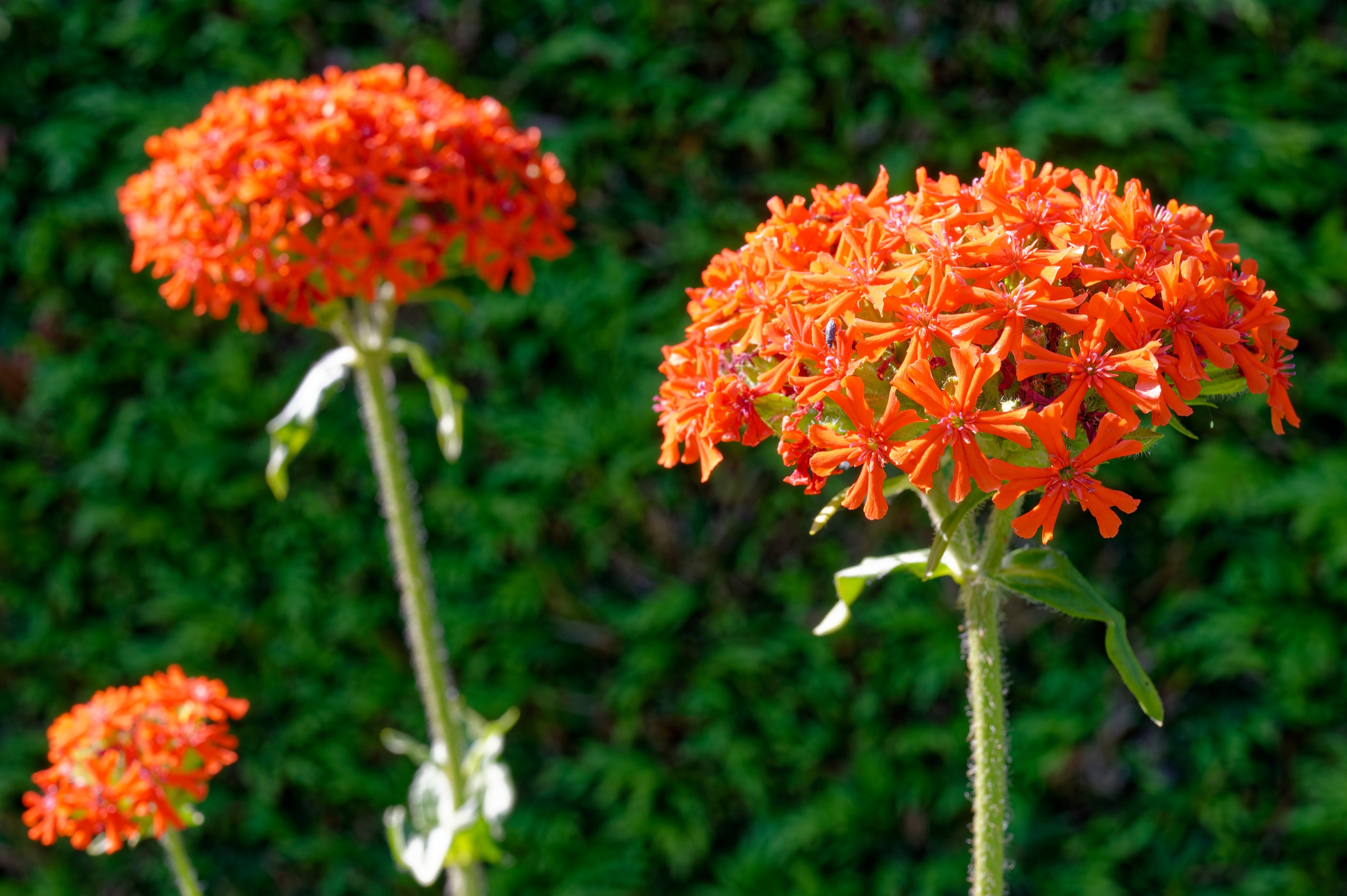 300 MALTESE CROSS Jerusalem Cross Lychnis Chalcedonica Campion Silene Flower Seeds