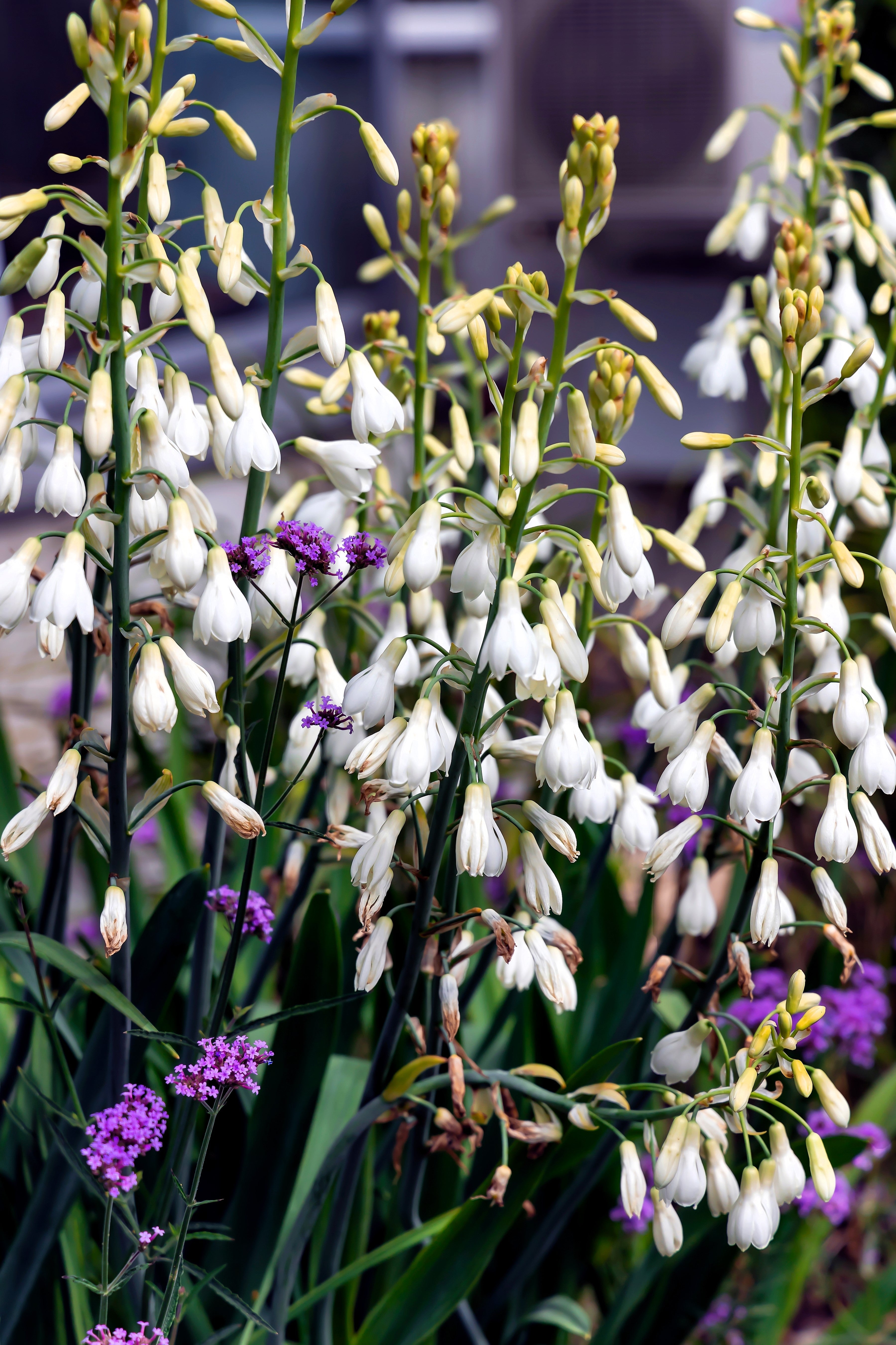 10 WHITE AFRICAN HYACINTH aka Cape or Giant Summer / Spire Lily - Ornithogalum Candicans / Galtonia / Hyacinthus Flower Seeds