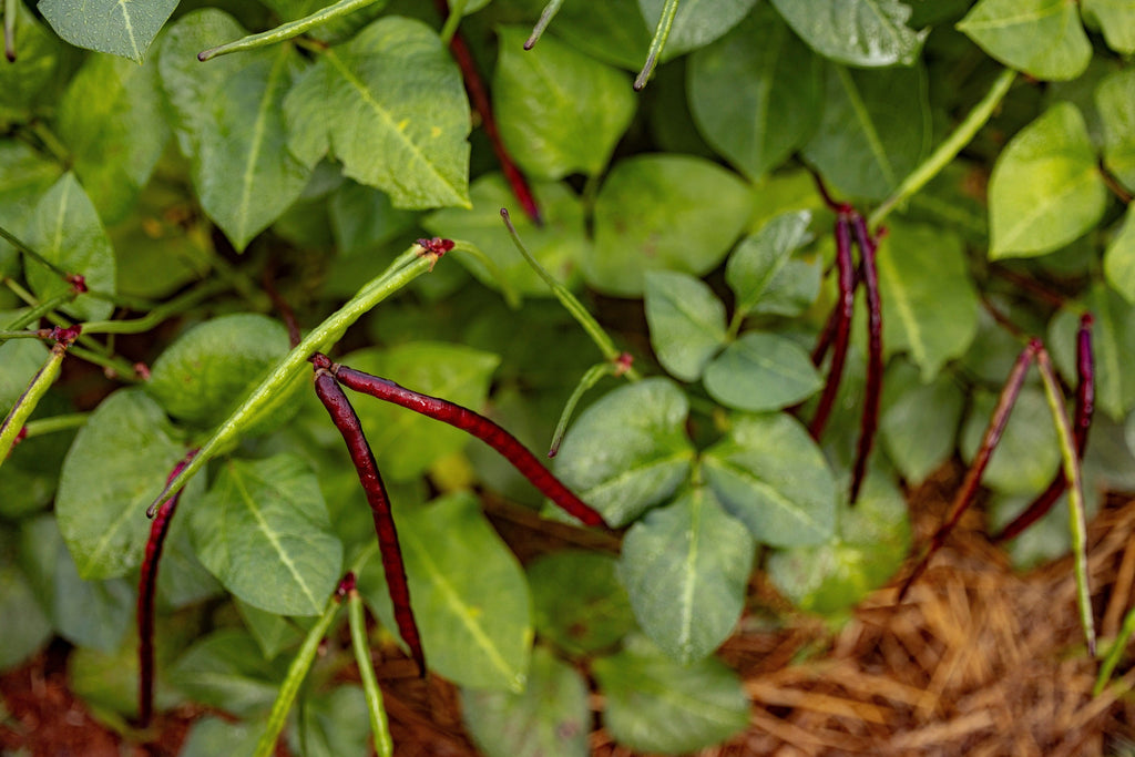 50 PURPLE PINKEYE COWPEA Southern Cow Pea Crowder Vigna Unguiculata Vegetable Legume Seeds