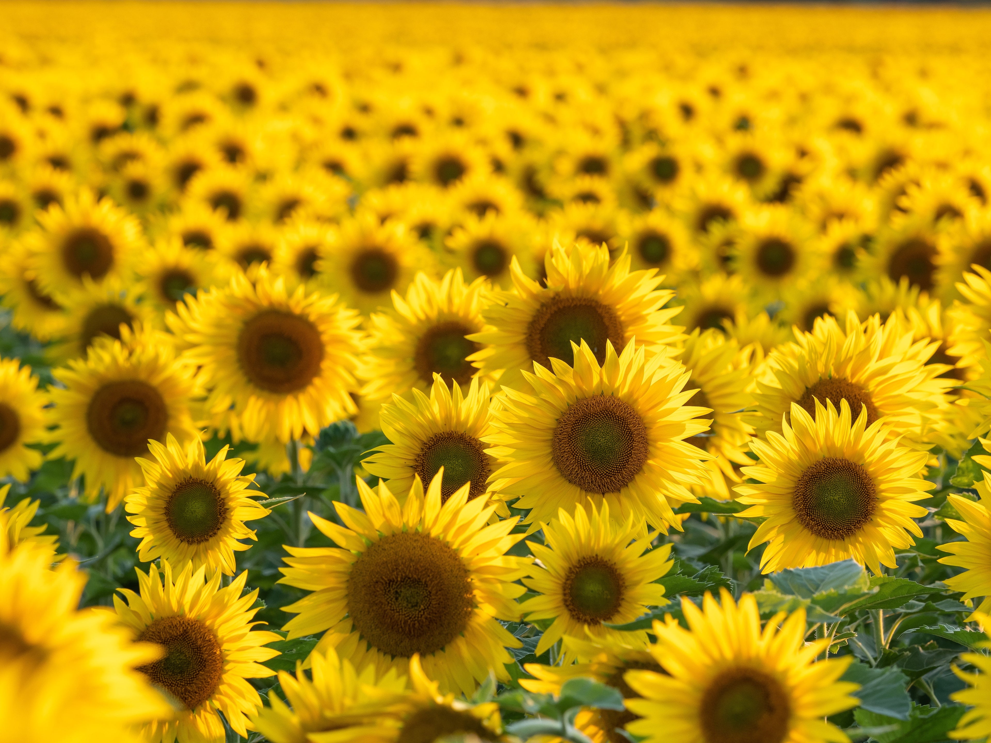 100 BLACK OIL SUNFLOWER Helianthus Annuus Yellow Hummingbird Bird Flower Seeds