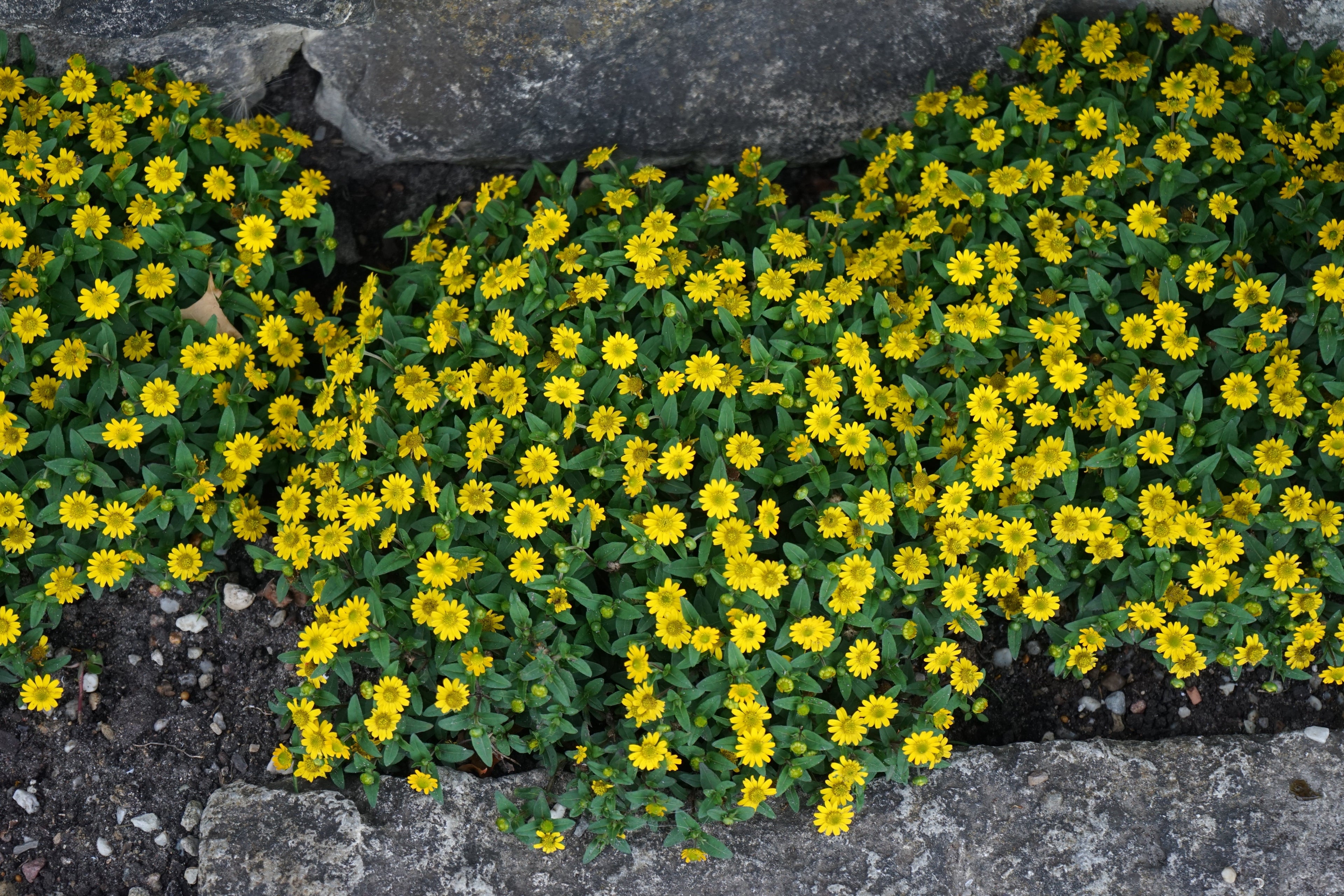 150 YELLOW CREEPING ZINNIA Sanvitalia Procumbens Seeds