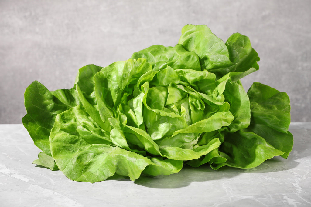 3000 BUTTERCRUNCH LEAF LETTUCE Lactuca Sativa Vegetable Seeds