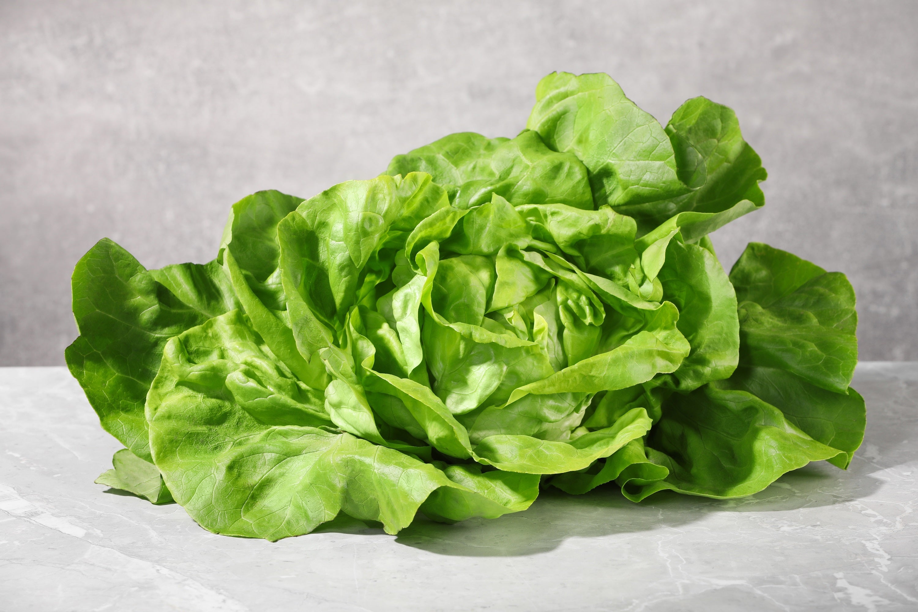 3000 BUTTERCRUNCH LEAF LETTUCE Lactuca Sativa Vegetable Seeds