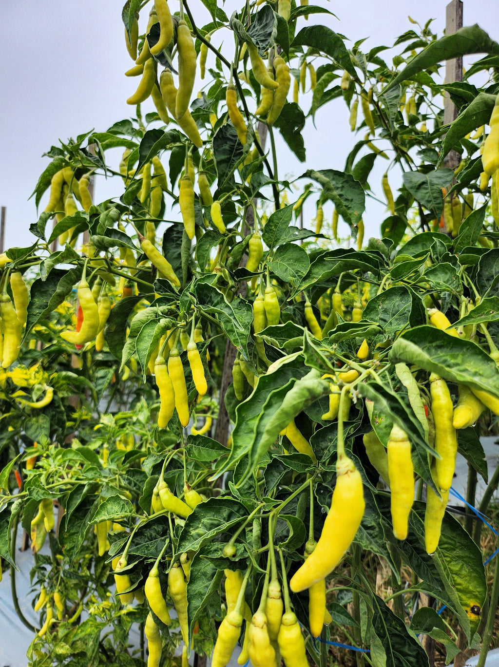50 GOLDEN CAYENNE PEPPER Hot Yellow Capsicum Annuum Vegetable Seeds