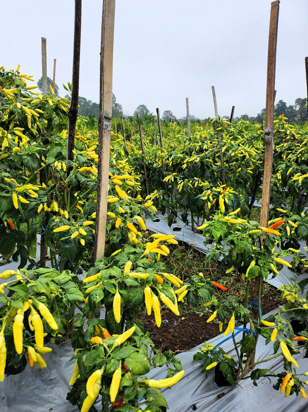 50 GOLDEN CAYENNE PEPPER Hot Yellow Capsicum Annuum Vegetable Seeds
