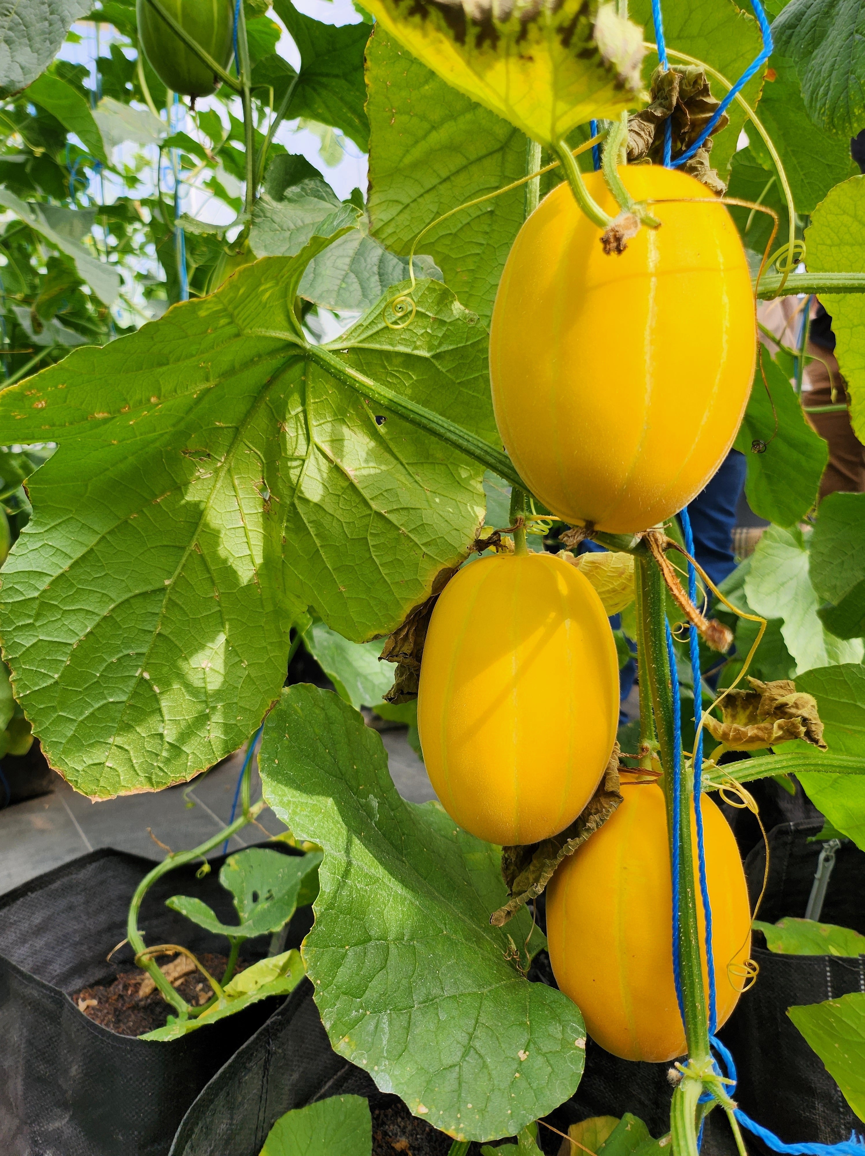 50 EARLY SILVER LINE MELON Cucumis Melo Yellow Striped Skin White Flesh Korean Fruit Seeds