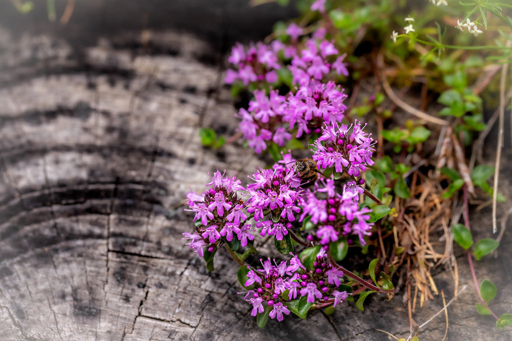 100 MOTHER OF THYME aka Lemon Broadleaved Large Thyme Thymus Pulegioides Herb Pink Flower Seeds