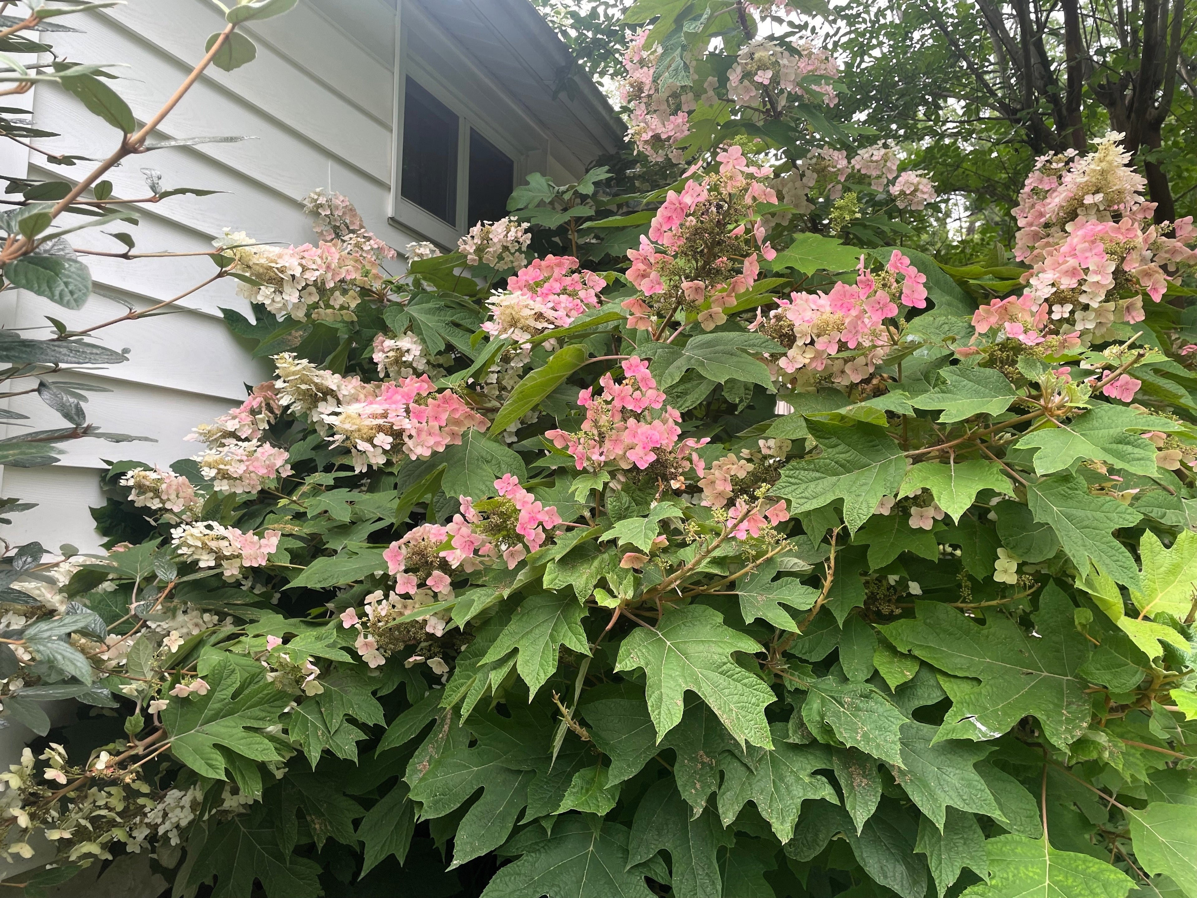 40 White OAK LEAF HYDRANGEA Quercifolia Shrub Flower Seeds