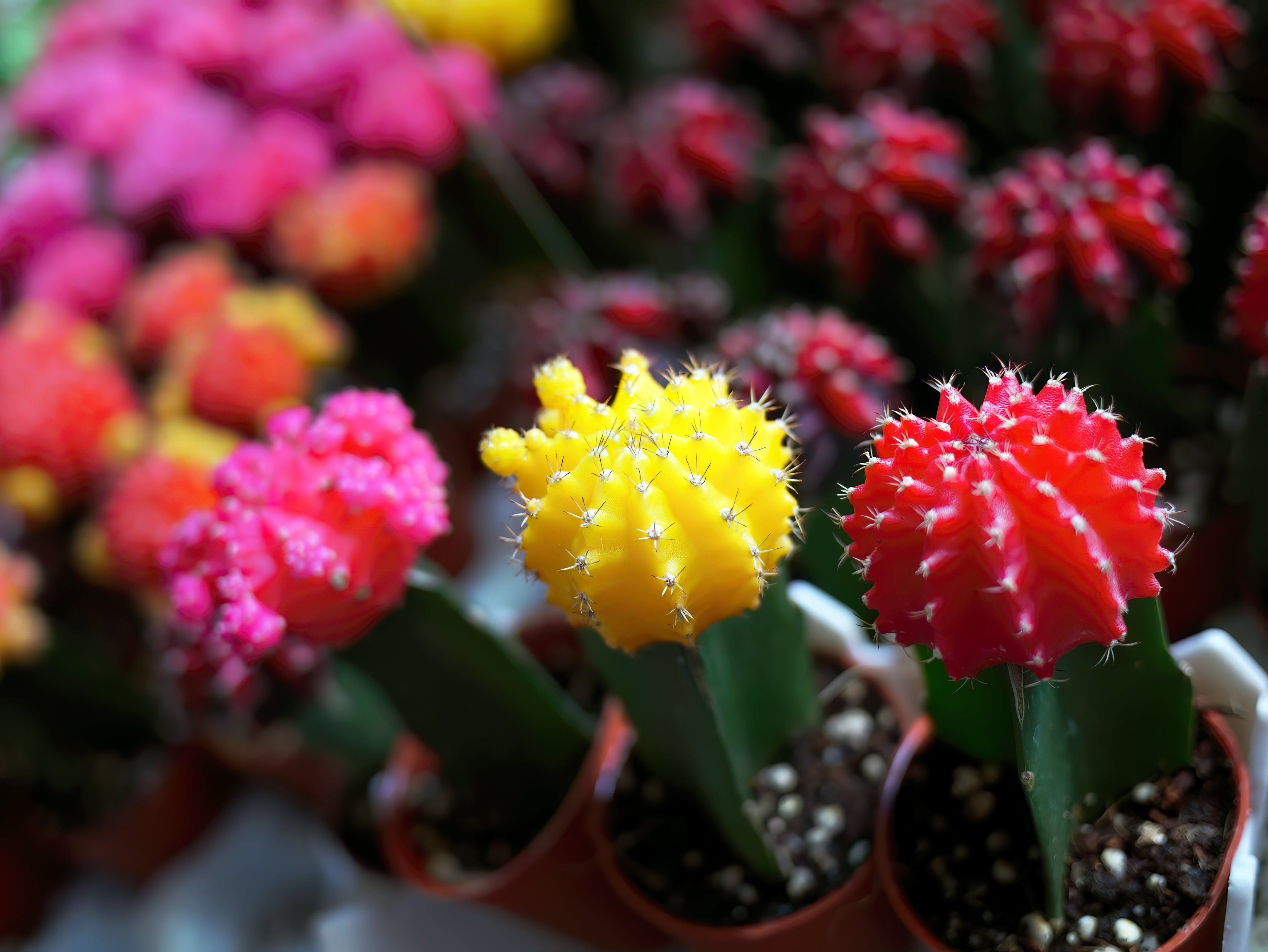 50 CACTUS MIX 'Finest Mixed' Succulent Flower Plant Seeds
