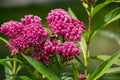 20 CINDERELLA MILKWEED Asclepias Incarnata Magenta (Pink-Purple) Flower Seeds