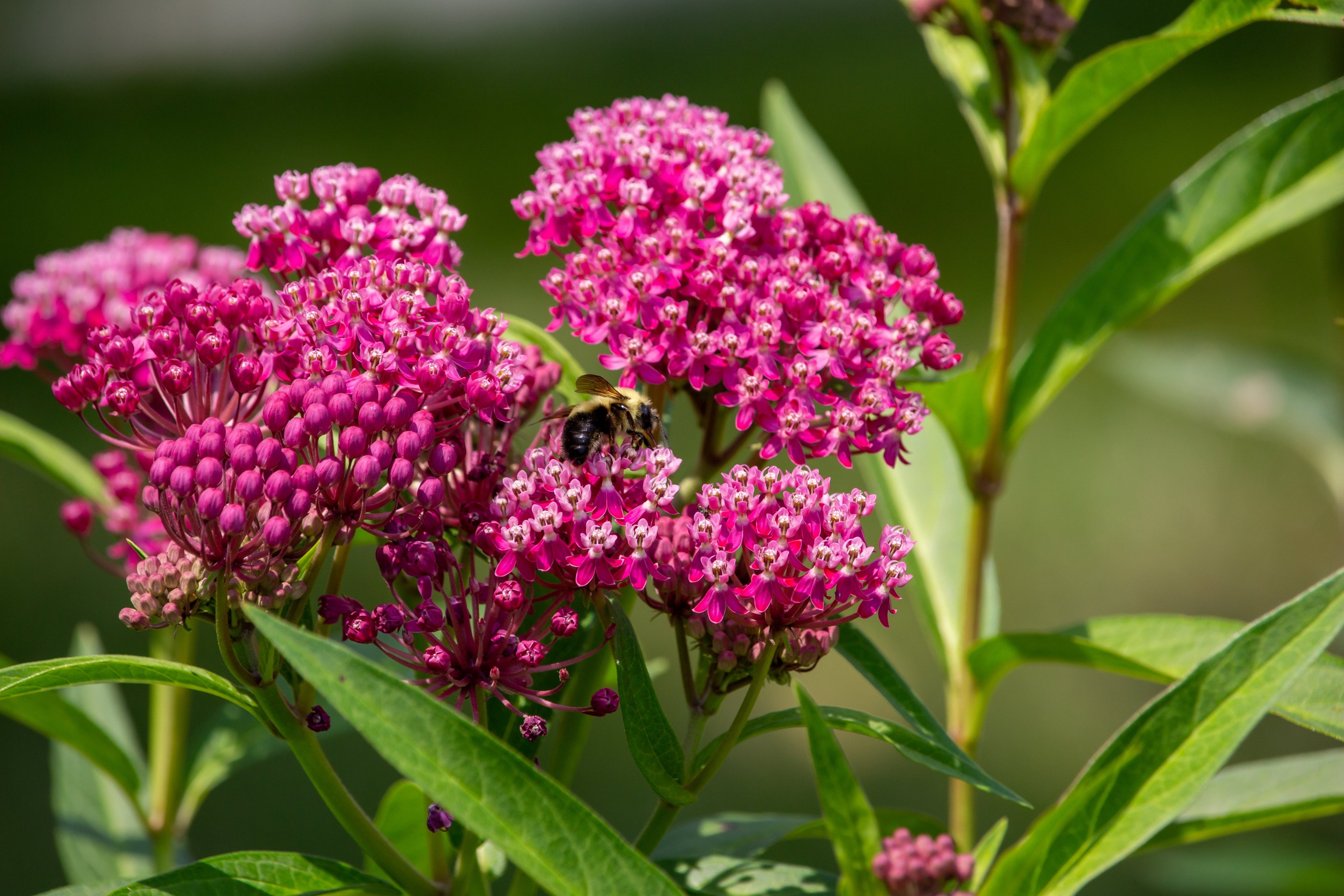 20 CINDERELLA MILKWEED Asclepias Incarnata Magenta (Pink-Purple) Flower Seeds