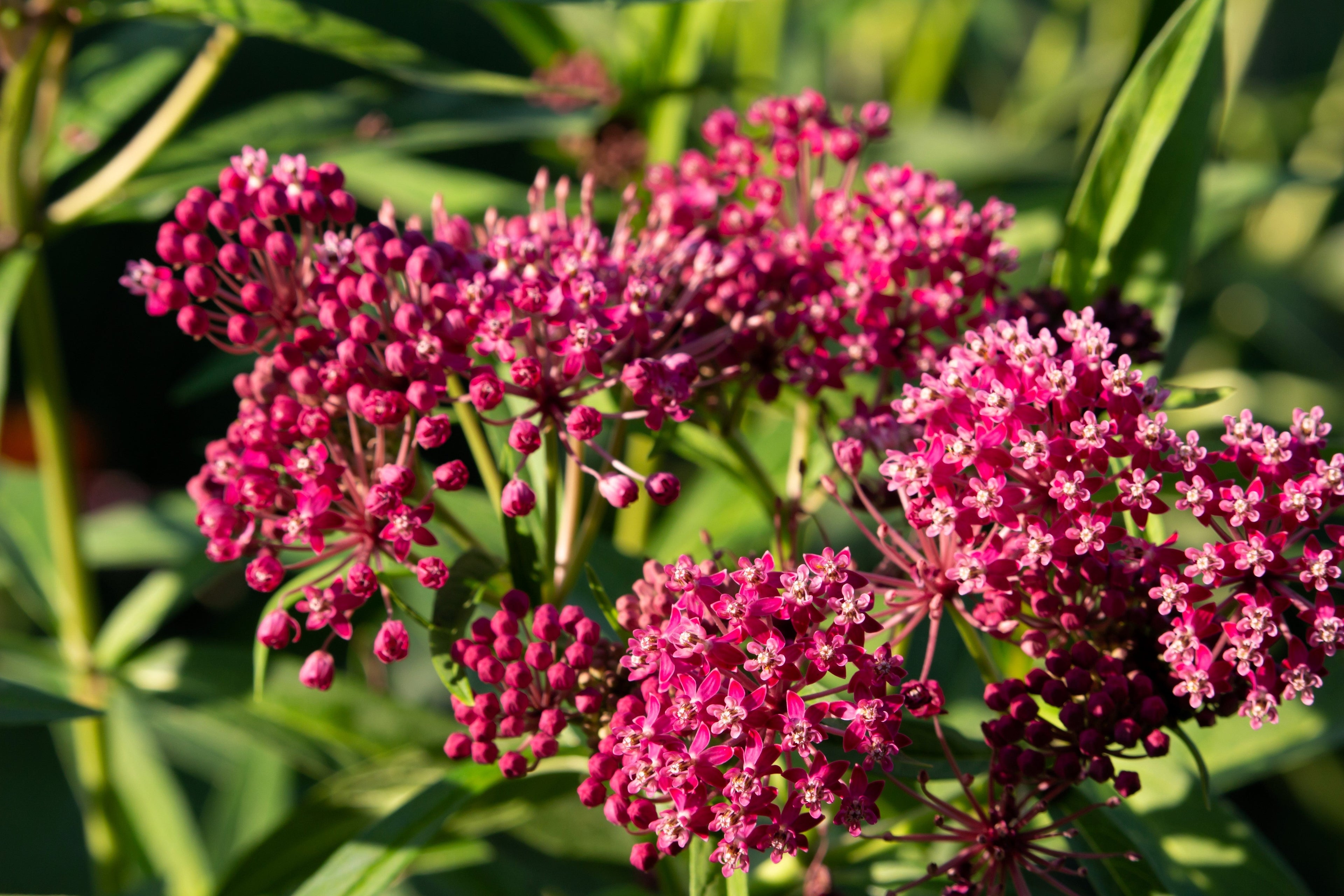 20 CINDERELLA MILKWEED Asclepias Incarnata Magenta (Pink-Purple) Flower Seeds