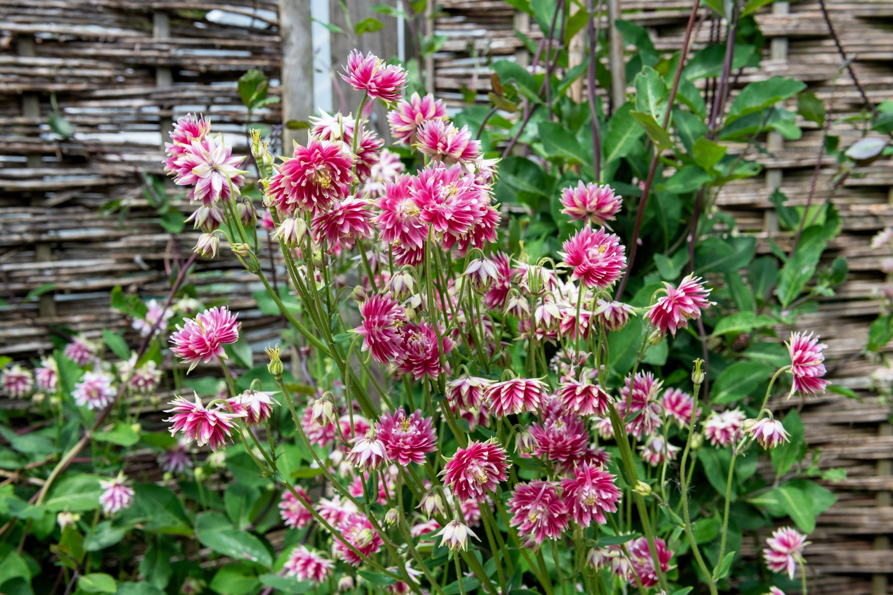 25 NORA BARLOW Pink COLUMBINE Aquilegia Caerulea Flower Seeds