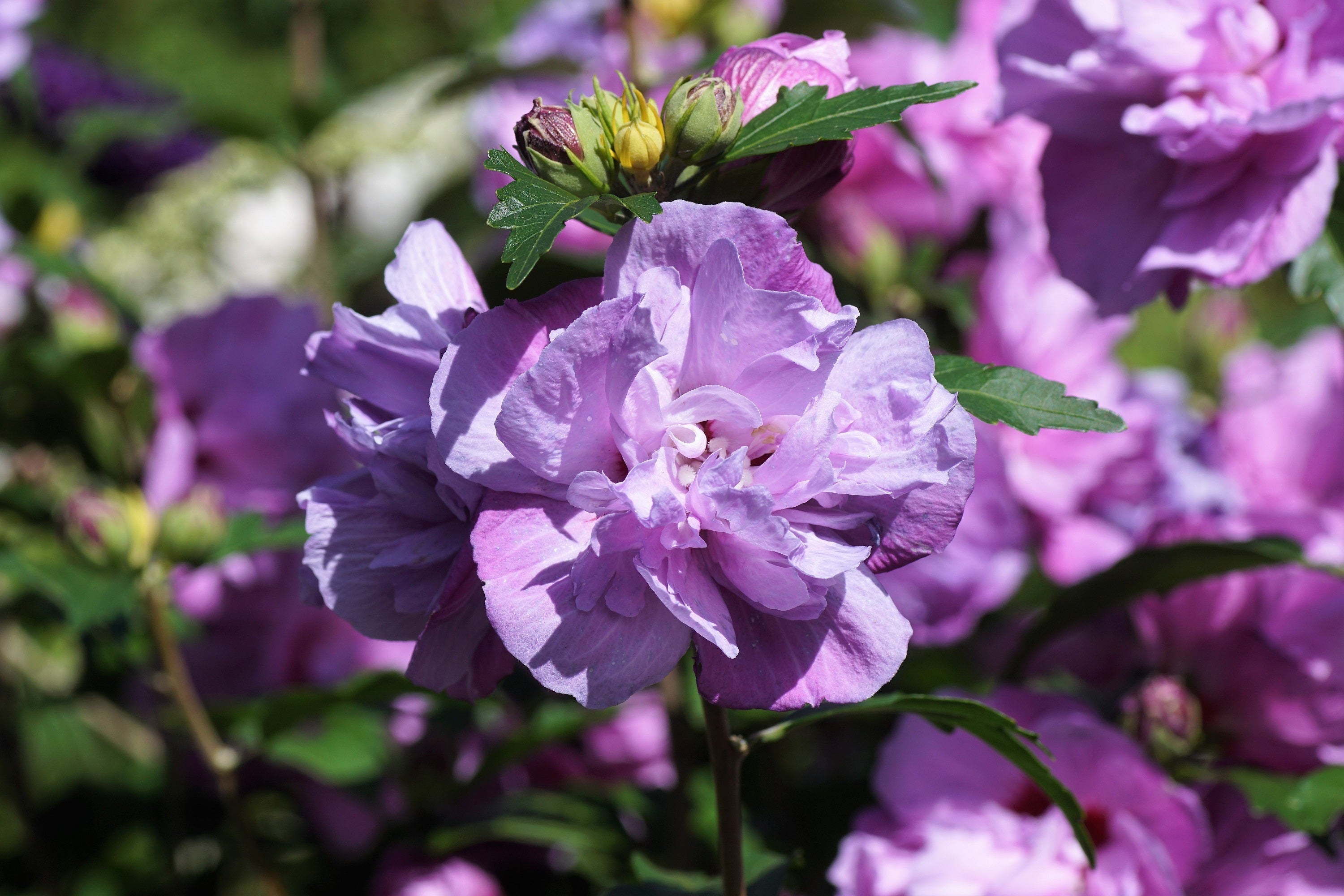 50 Mixed Colors ROSE Of SHARON HIBISCUS Syriacus Flower Tree Bush Seeds Mix