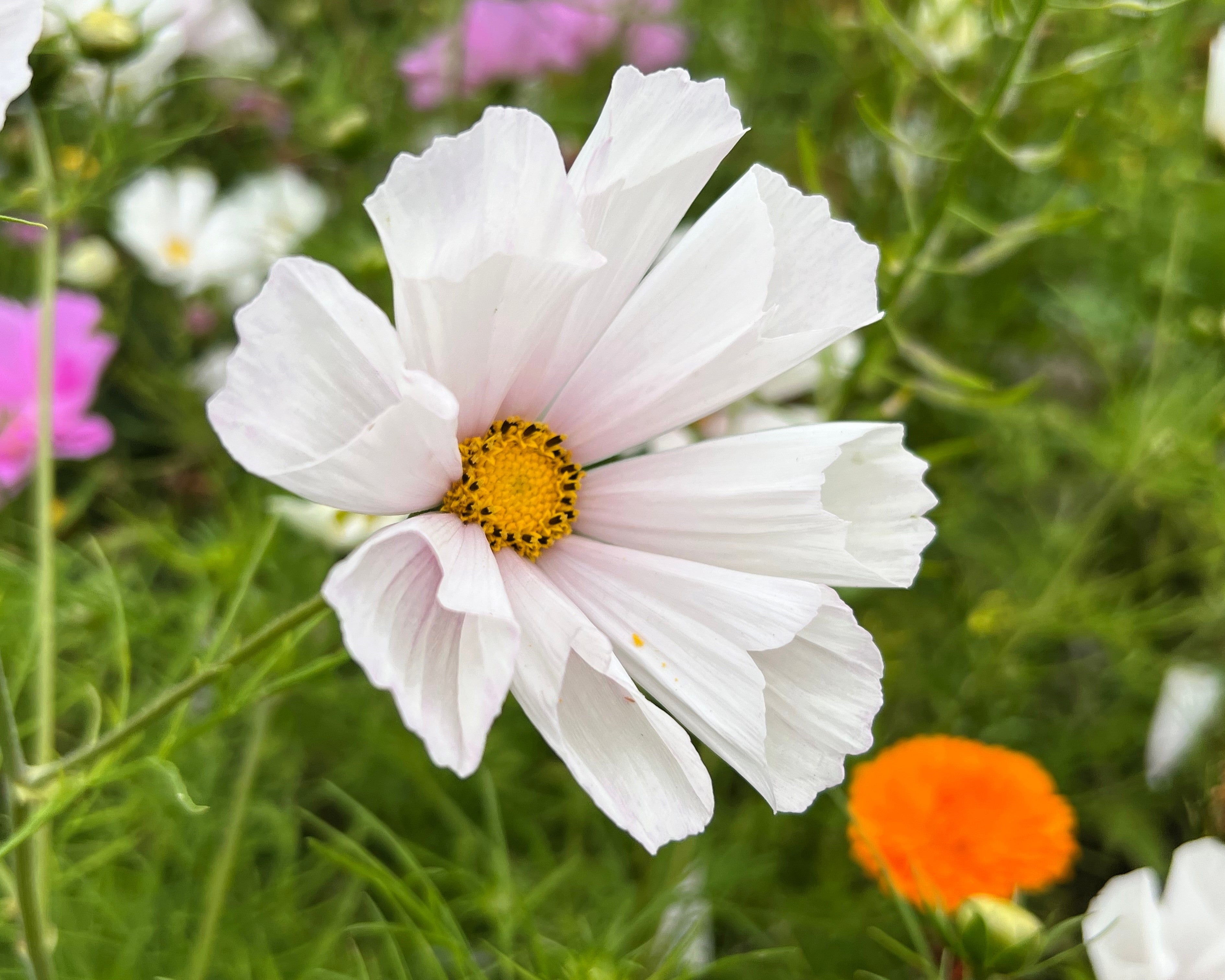 200 COSMOS SEA SHELLS Cosmos Bipinnatus Seashells Flower Seeds