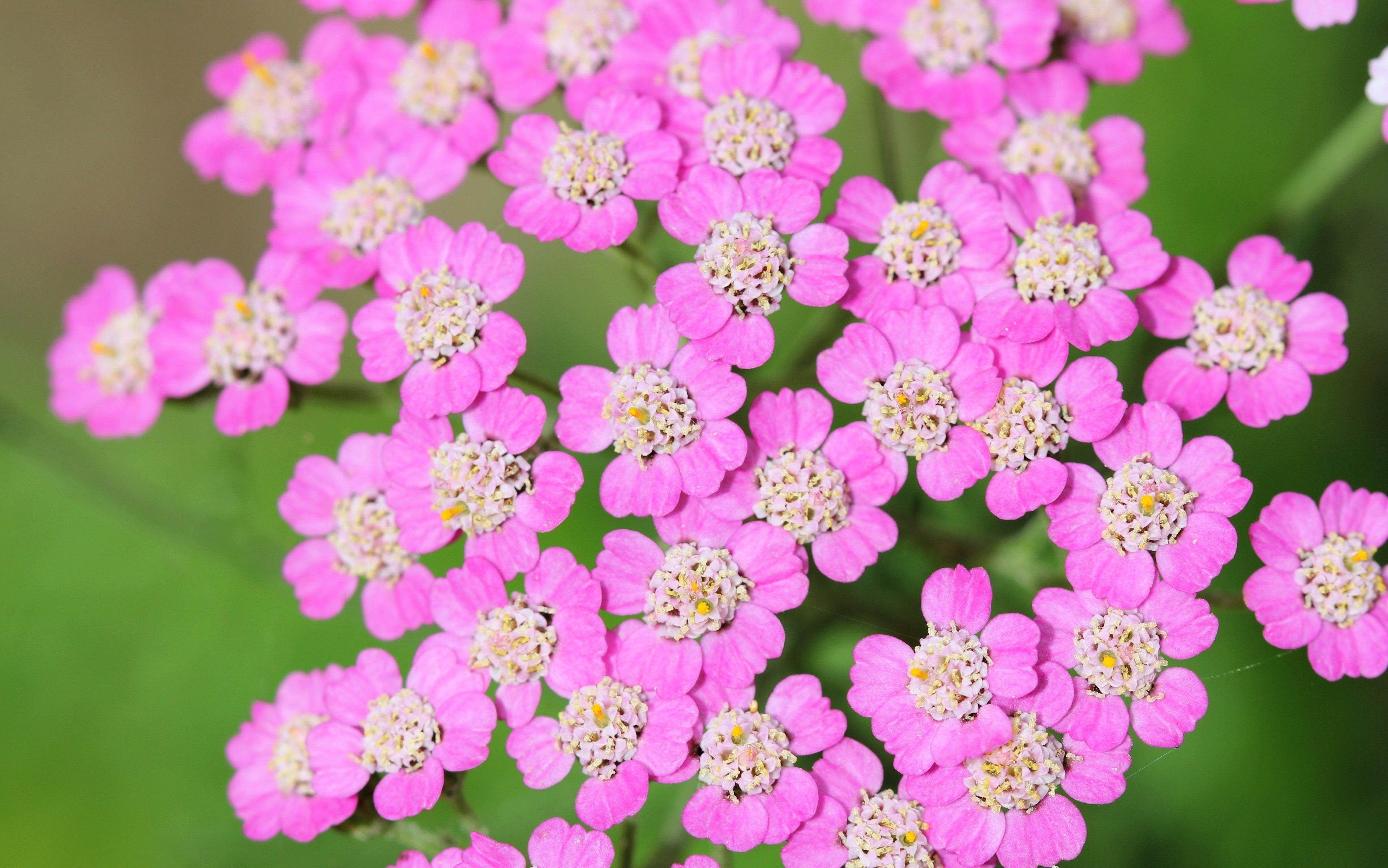 250 PINK Cerise QUEEN YARROW Achillea Millefolium Flower Seeds