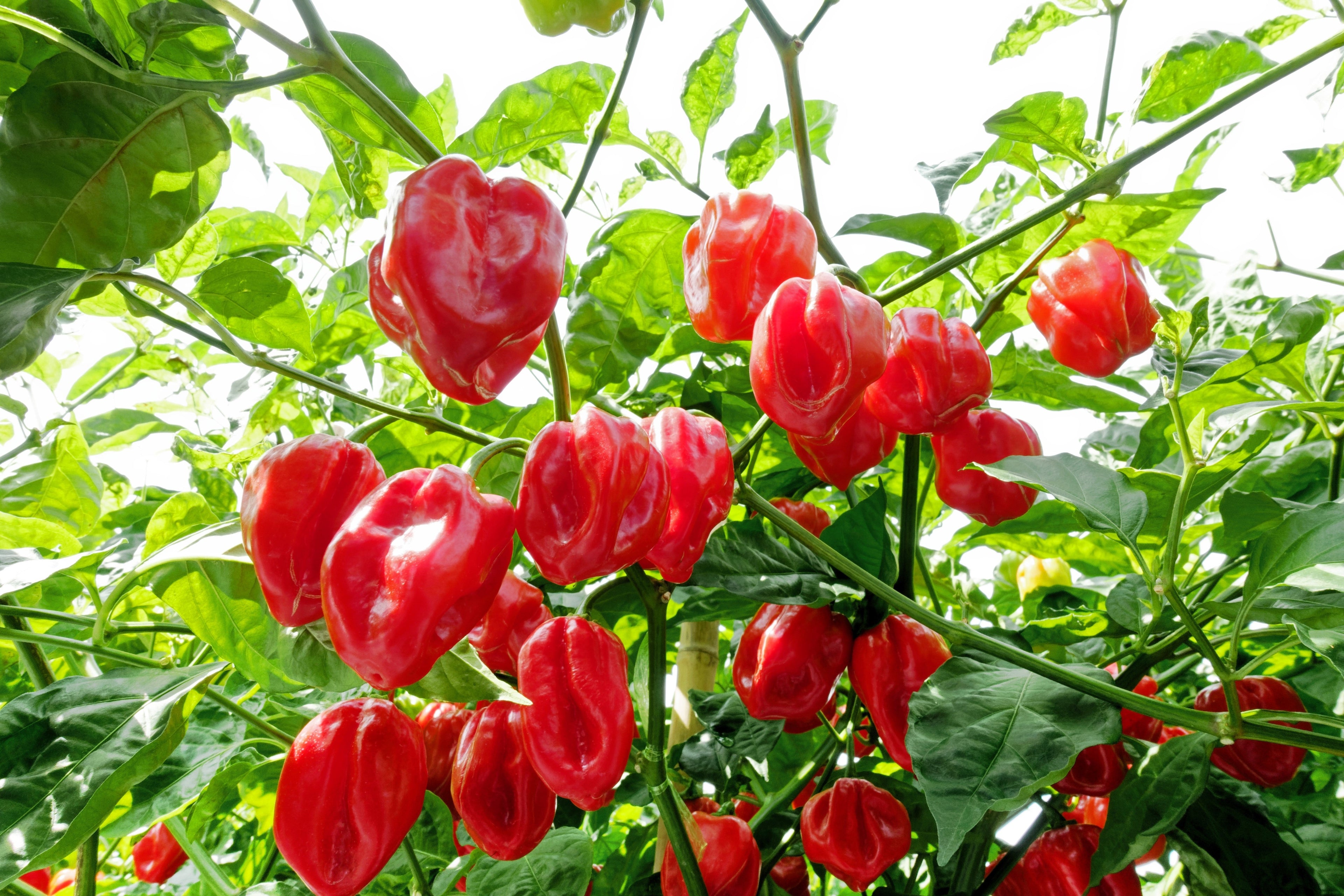 50 Mixed HOT HABANERO PEPPER Red Orange White Brown Mix Capsicum Chinense Seeds