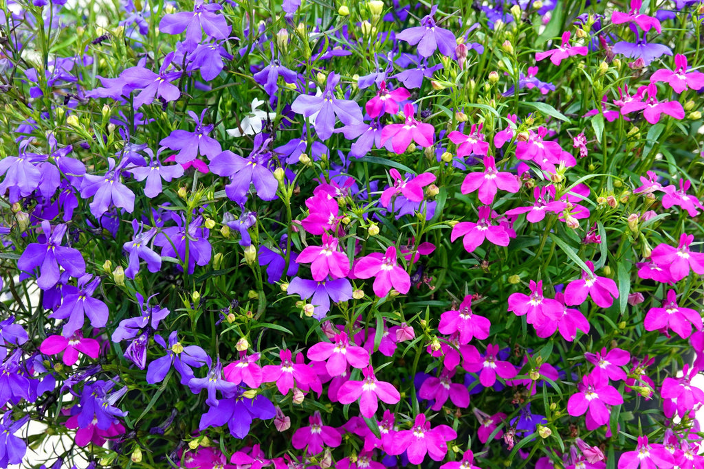 200 MAGENTA PINK LOBELIA Regatta Lobelia Erinus Flower Seeds