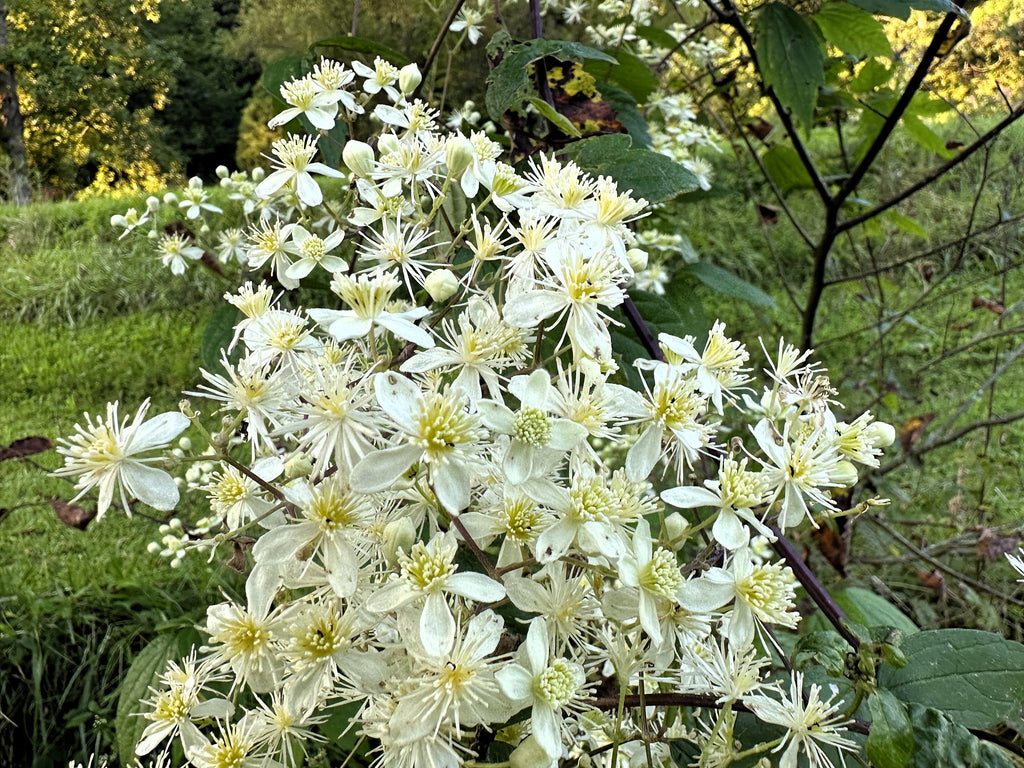 20 WHITE CLEMATIS Virginiana / Virgins Bower Flower Vine Seeds