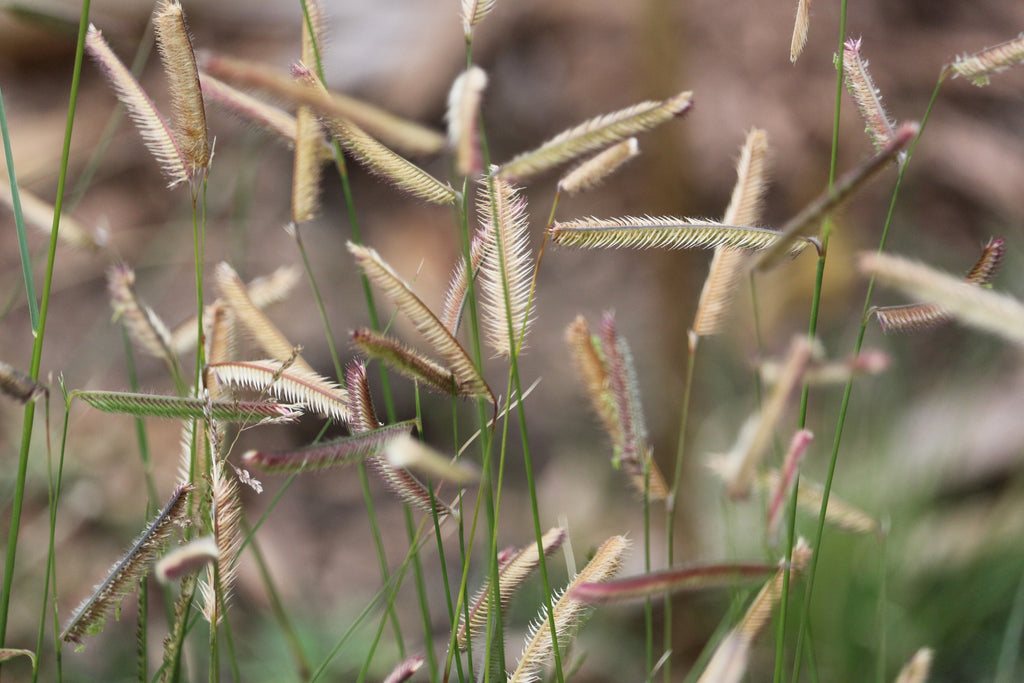 1000 BLUE GRAMA GRASS Gramma Bouteloua Gracilis Flower Mosquito Grass Seeds