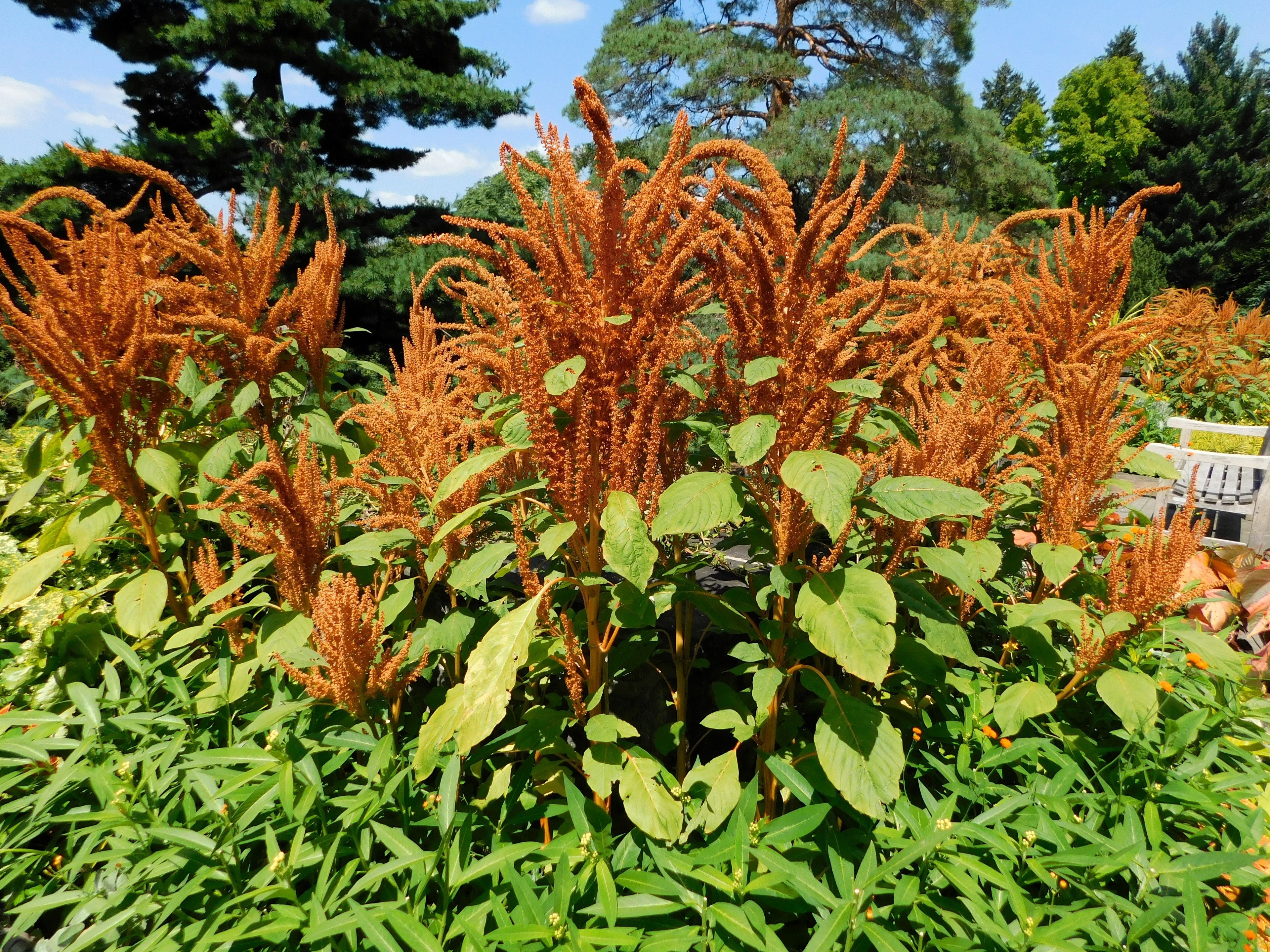 100 Organic HOT BISCUITS AMARANTHUS Cruentus Coppery Bronze Plumes Flower Seeds