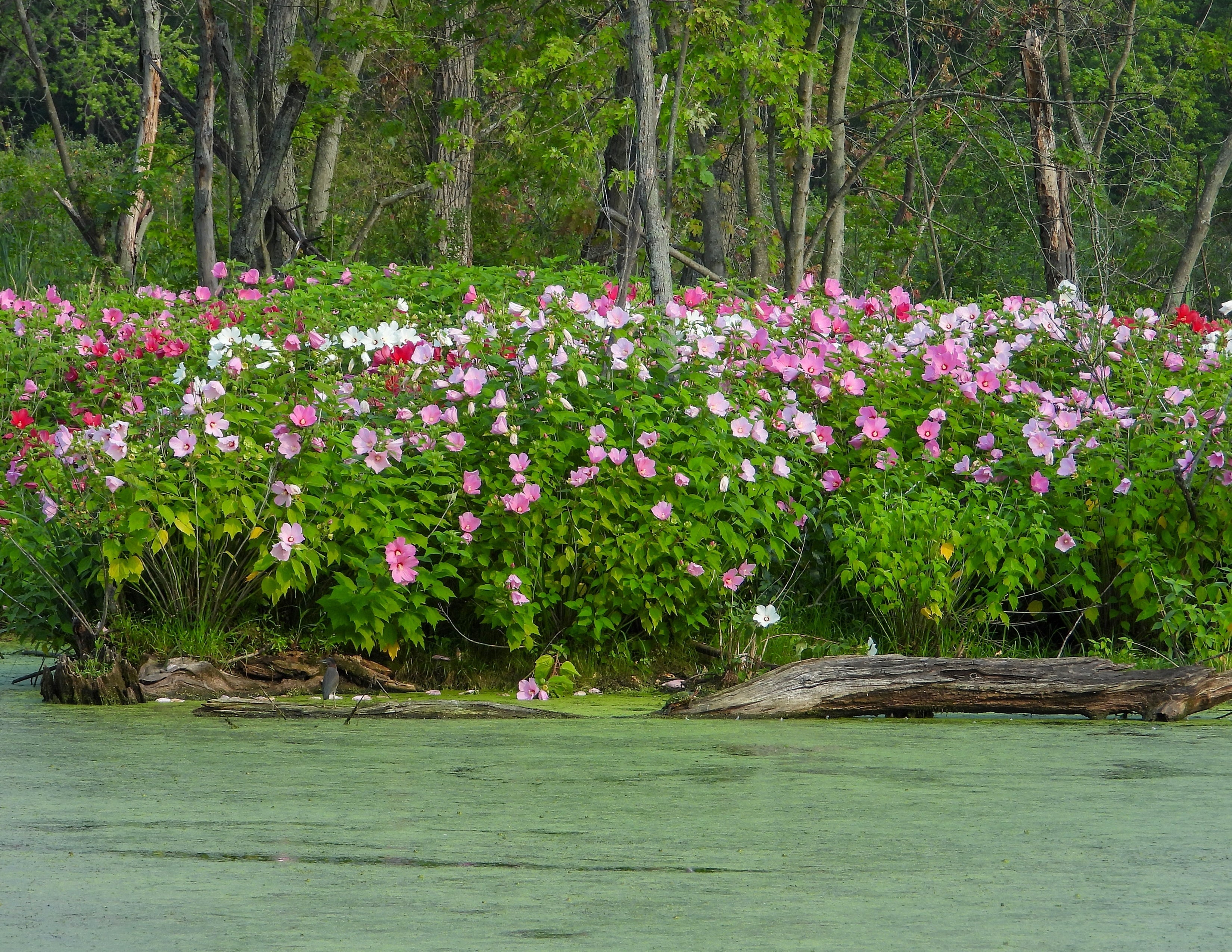 25 MIXED LUNA HIBISCUS Moscheutos Hardy Mixed Colors - Red, Hot Pink, Pink & White Swirl, and White Flower Seeds