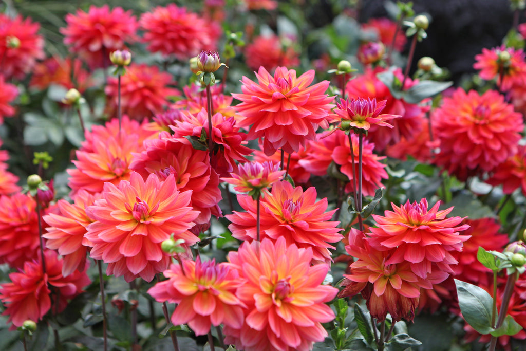 50 EARLY BIRD DAHLIA Mixed Colors Flower Seeds
