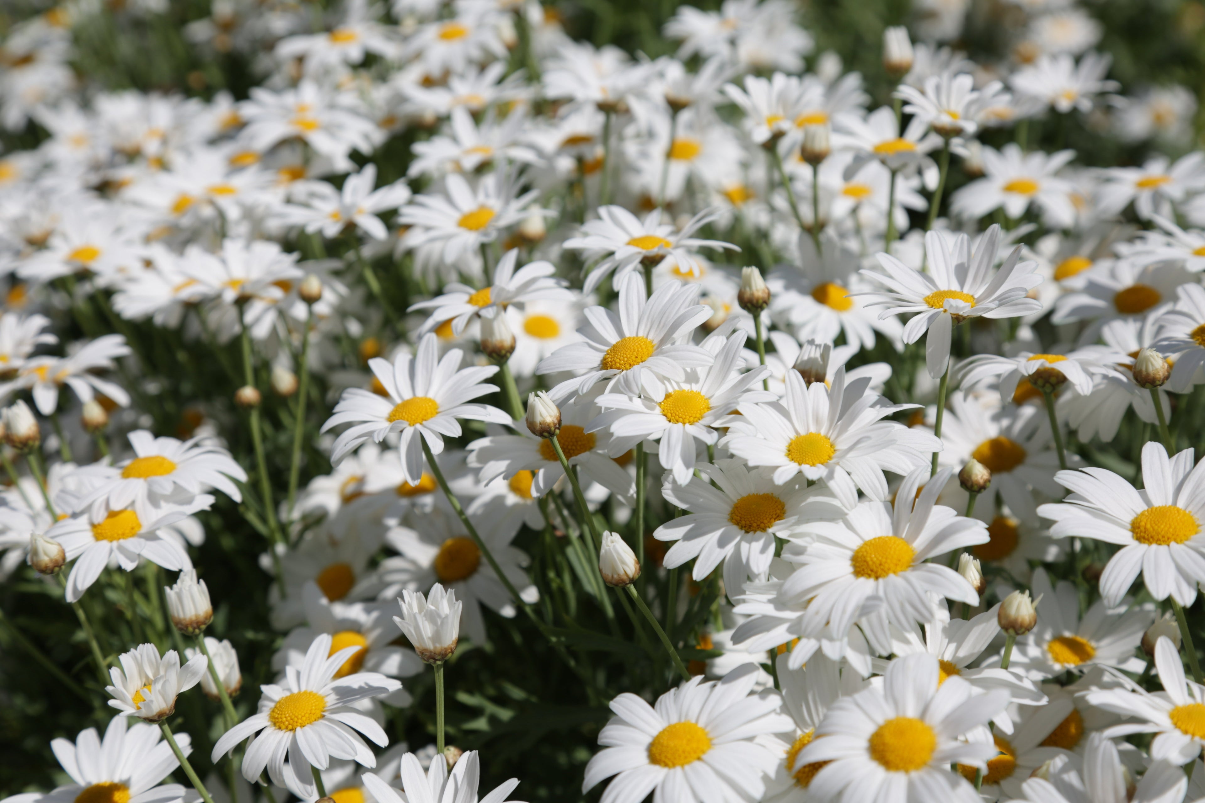 1000 DWARF White SHASTA DAISY Chrysanthemum Maximum Flower Seeds
