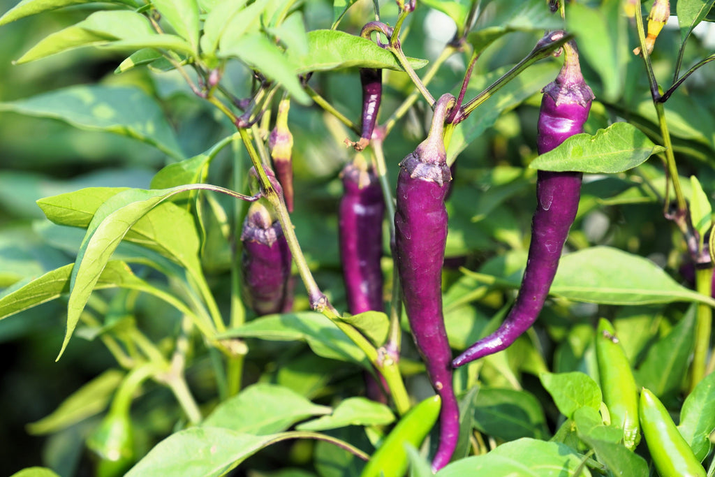 50 PURPLE CAYENNE PEPPER Hot Capsicum Annuum Vegetable Seeds