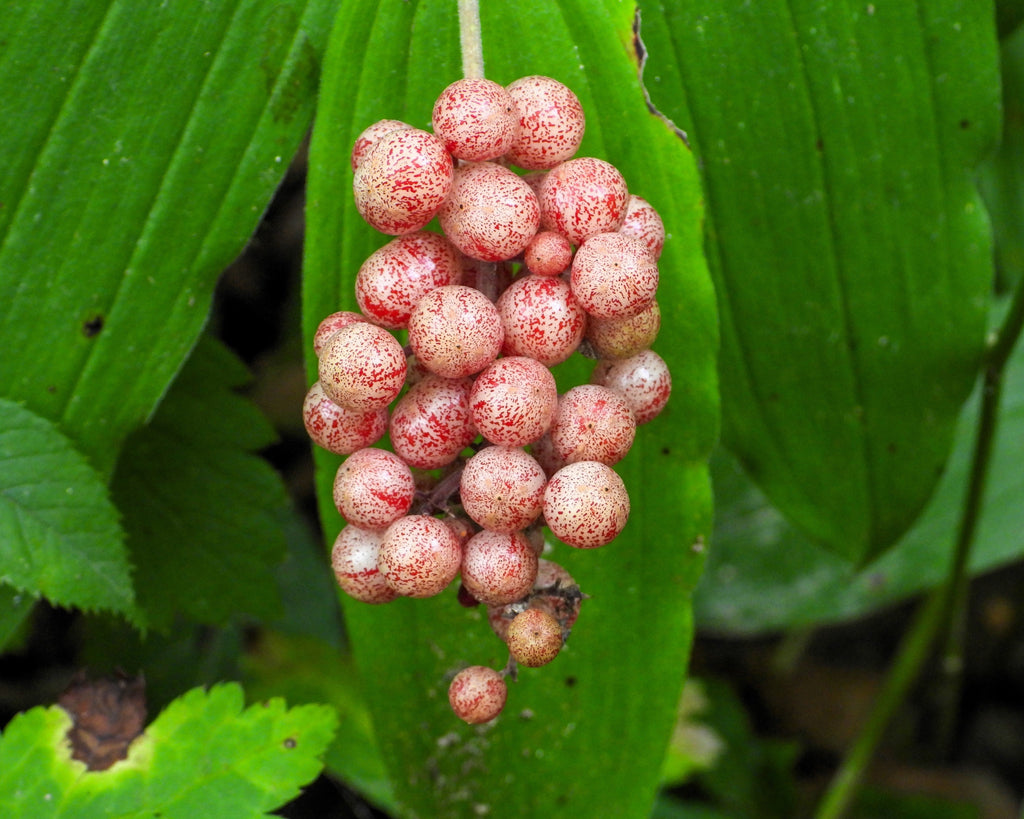 10 SOLOMON'S SPIKE White Western False Seal Maianthemum Racemosum Flower Seeds