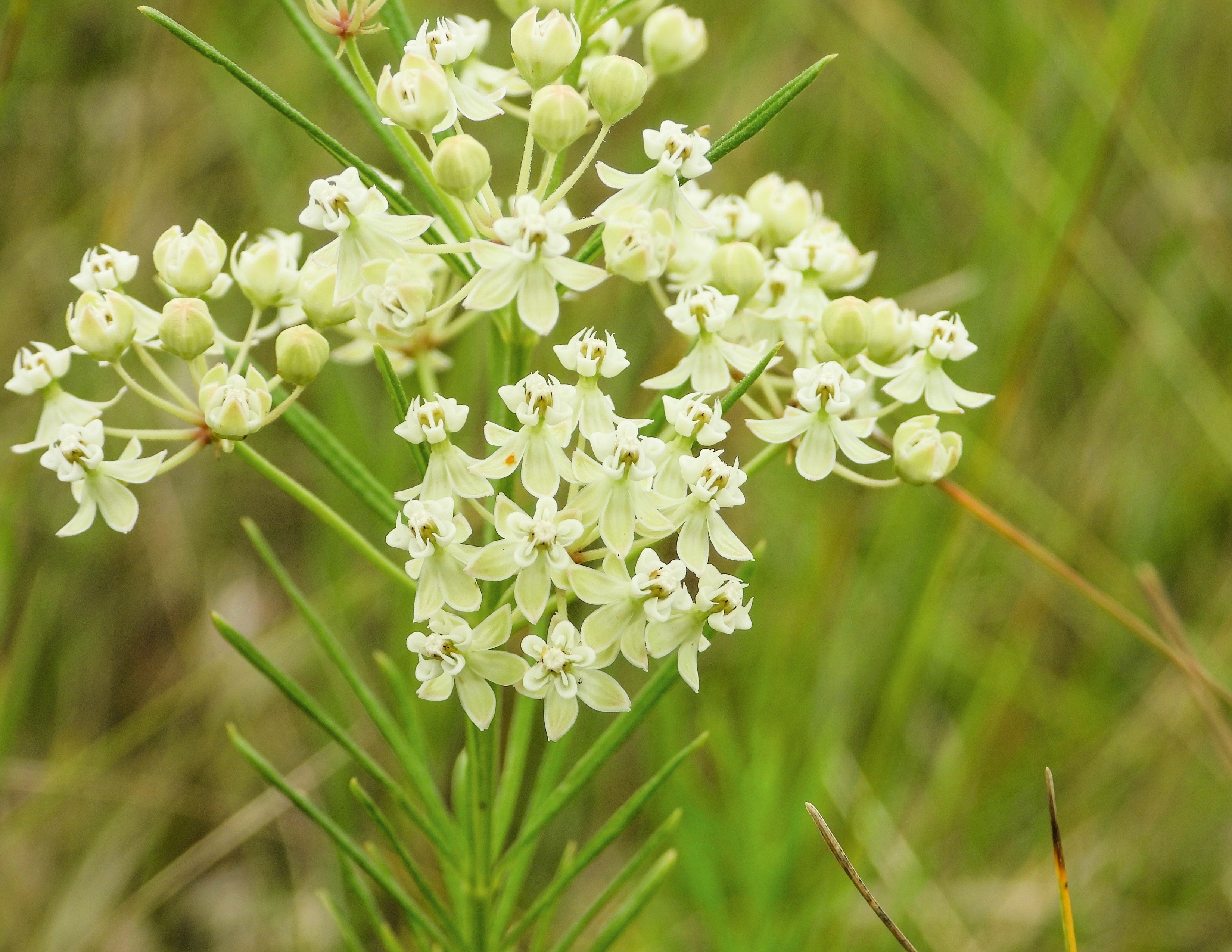 20 WHITE WORLED (Horesetail) MILKWEED Asclepias Verticillata Flower Seeds